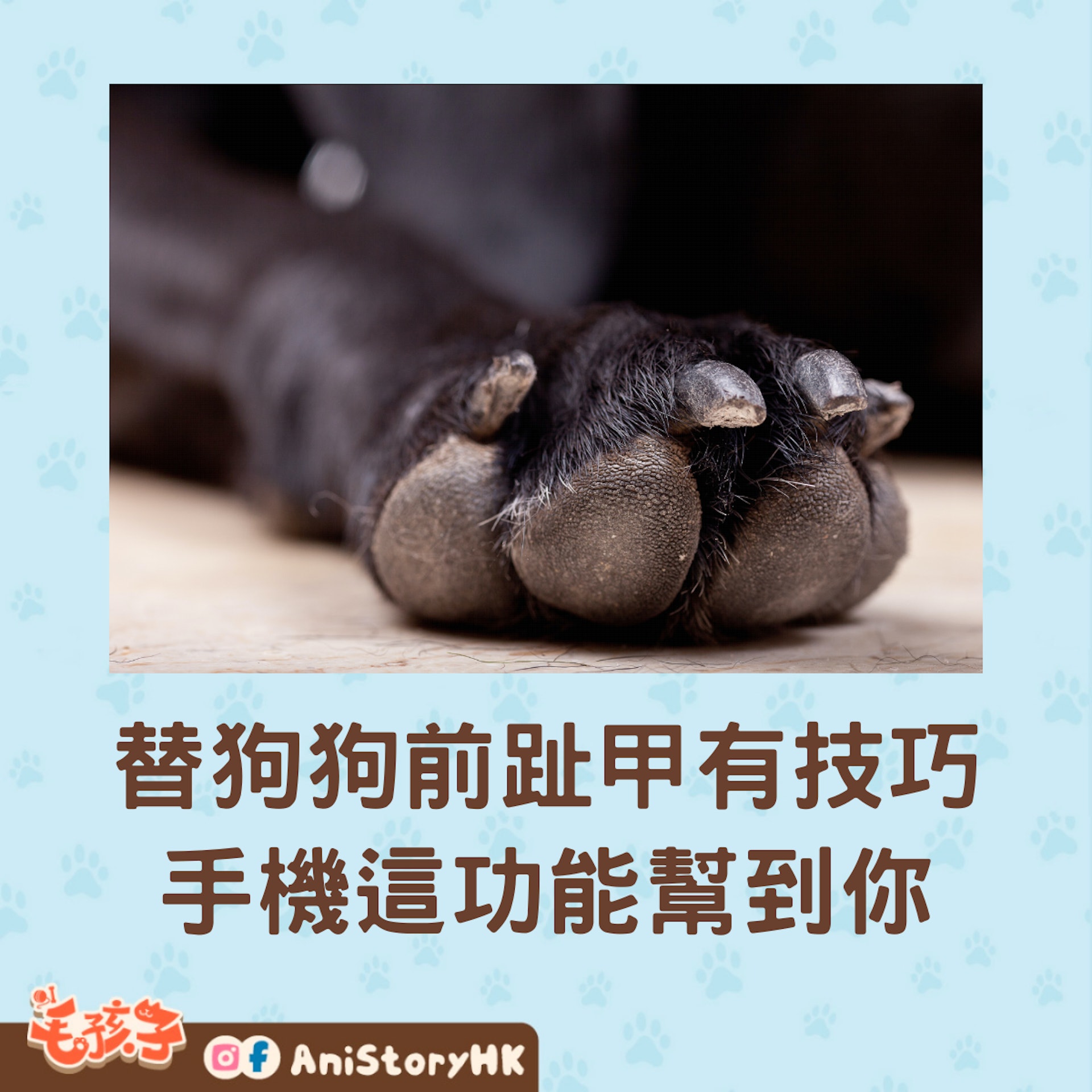 怎麼給狗狗剪指甲?(01製圖) 怎麼給狗狗剪指甲?(01製圖)