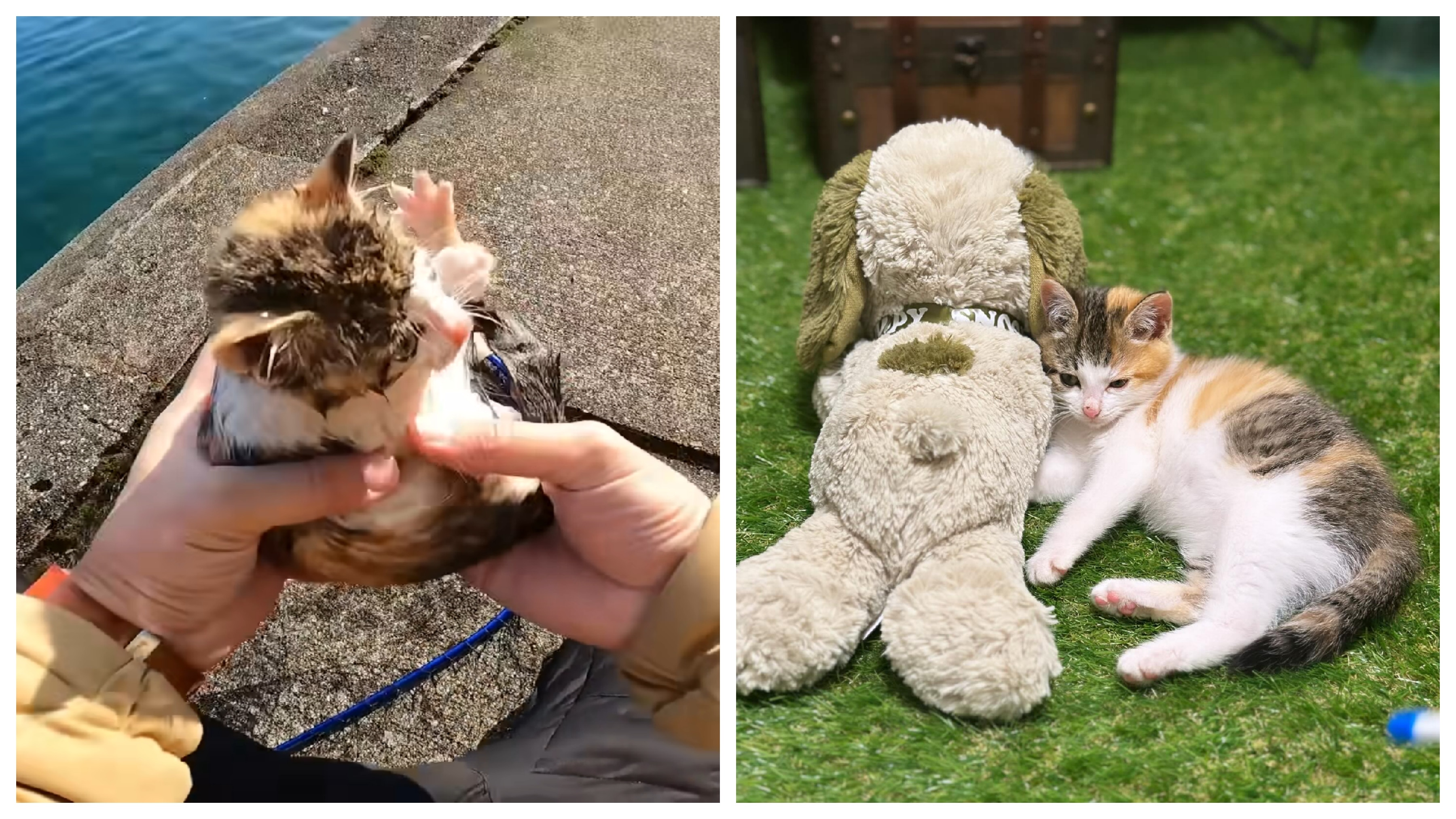 釣魚網紅從海中撈起三花貓從此頻道點閱暴增網民：喵星人加持