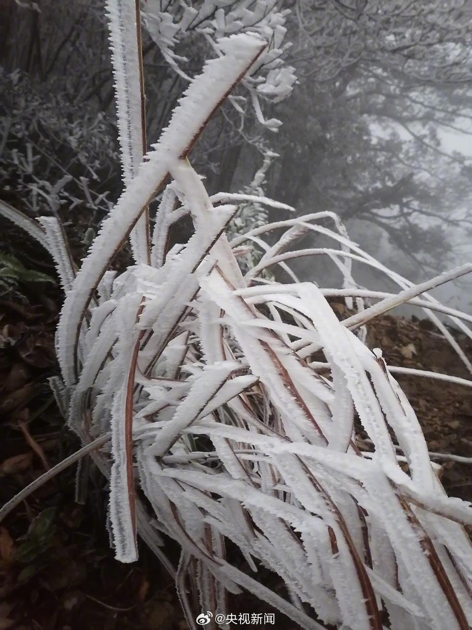 受到寒潮影響，廣東省韶關北樂昌市12月16日出現霧淞現象。（央視新聞微博圖片）