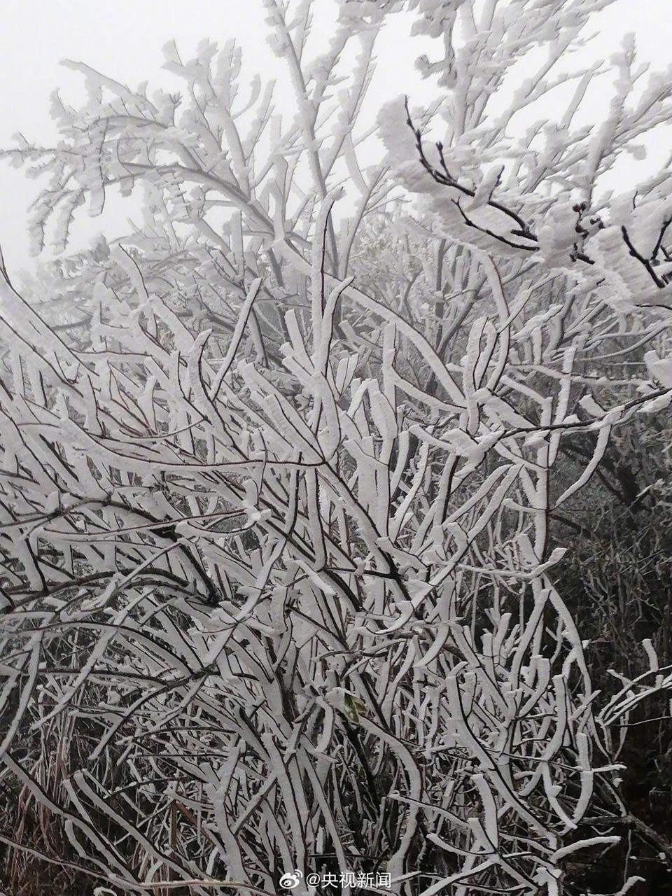 受到寒潮影響,廣東省韶關北樂昌市12月16日出現霧淞現象。(央視新聞微博圖片) 受到寒潮影響,廣東省韶關北樂昌市12月16日出現霧淞現象。(央視新聞微博圖片)