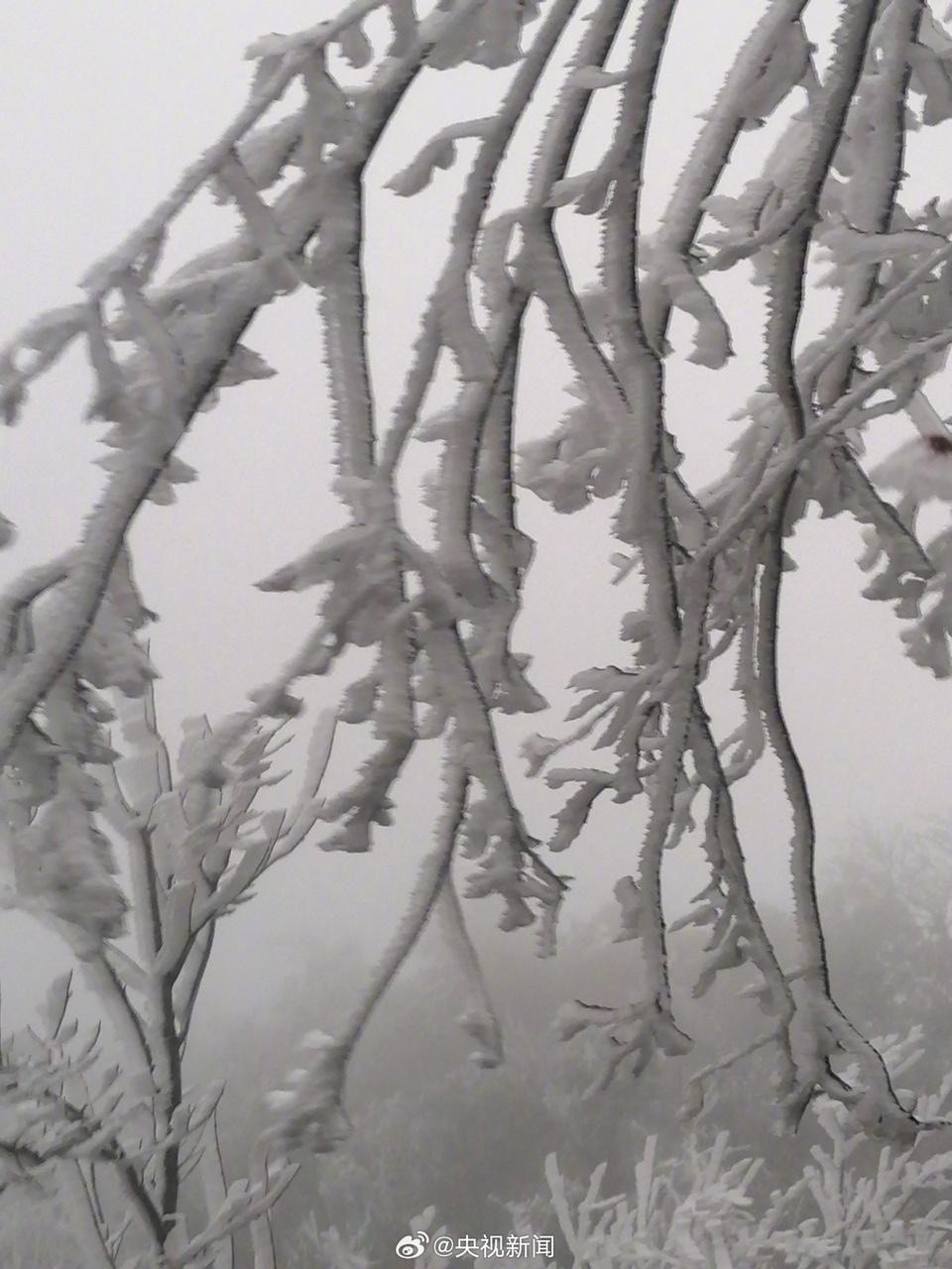 受到寒潮影響，廣東省韶關北樂昌市12月16日出現霧淞現象。（央視新聞微博圖片）