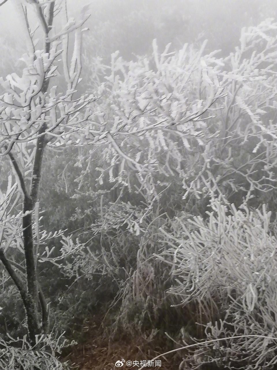 受到寒潮影響，廣東省韶關北樂昌市12月16日出現霧淞現象。（央視新聞微博圖片）