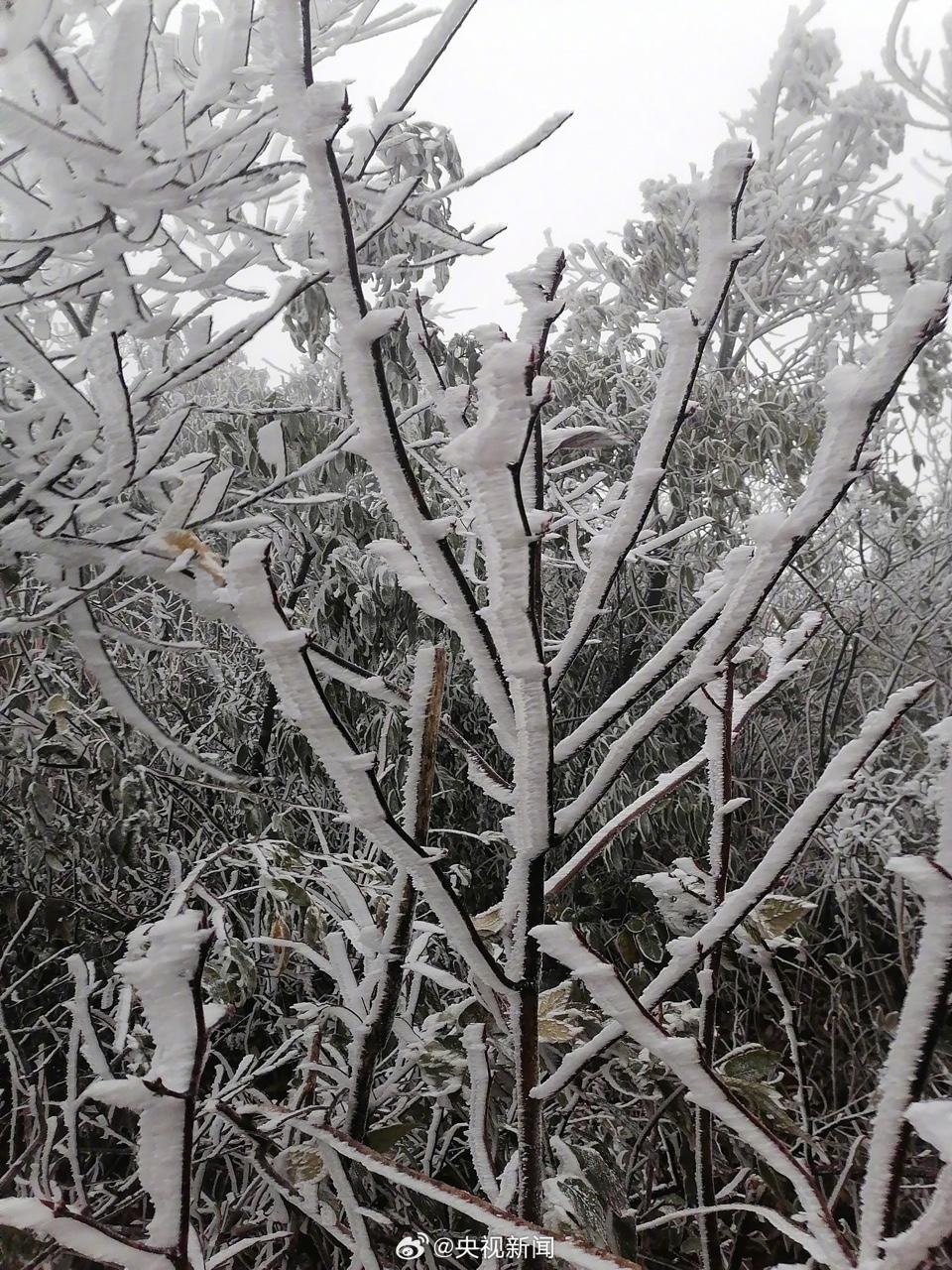 受到寒潮影響，廣東省韶關北樂昌市12月16日出現霧淞現象。（央視新聞微博圖片）
