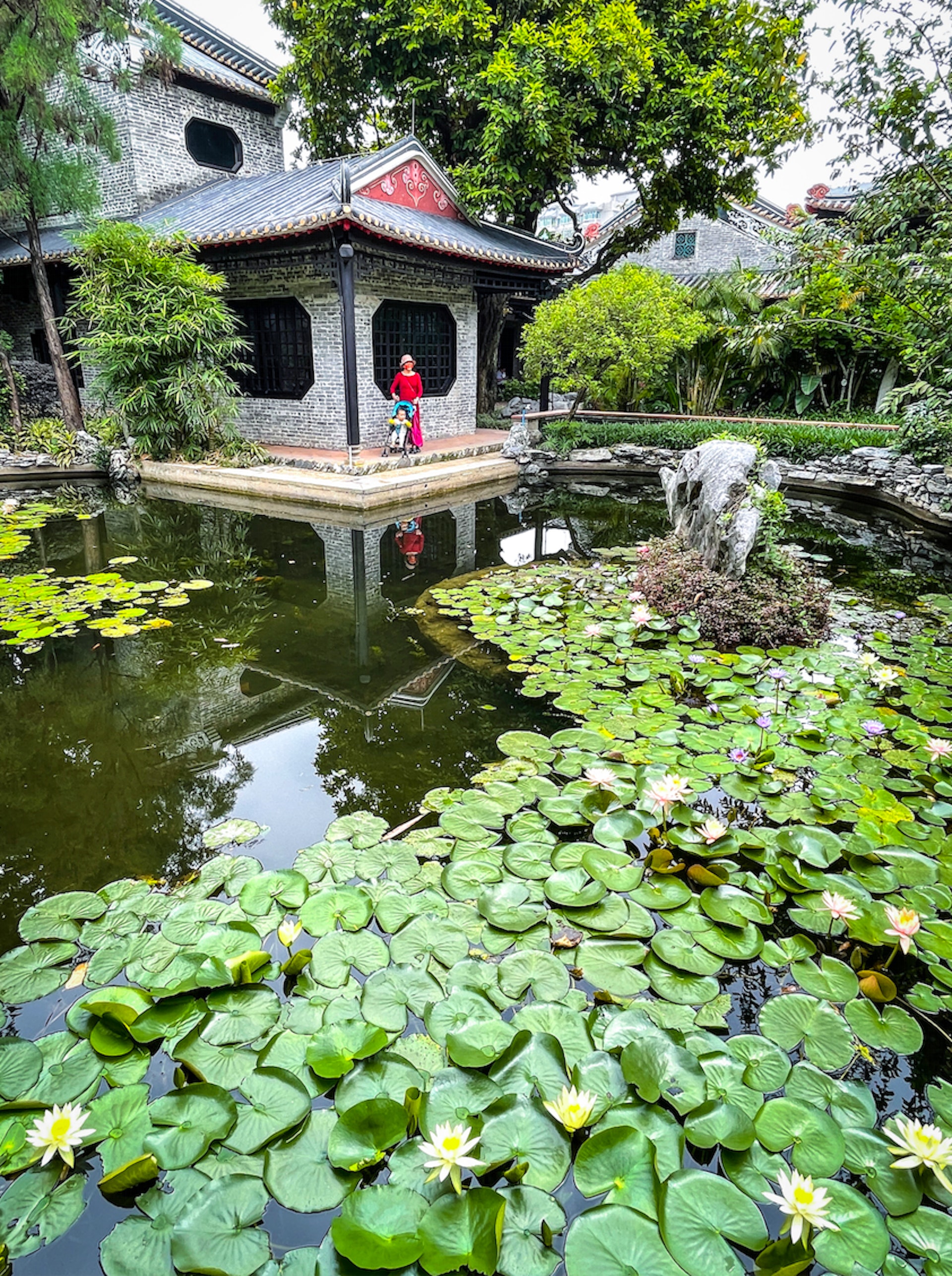 夏日荷花亭亭玉立 陳狄青 攝