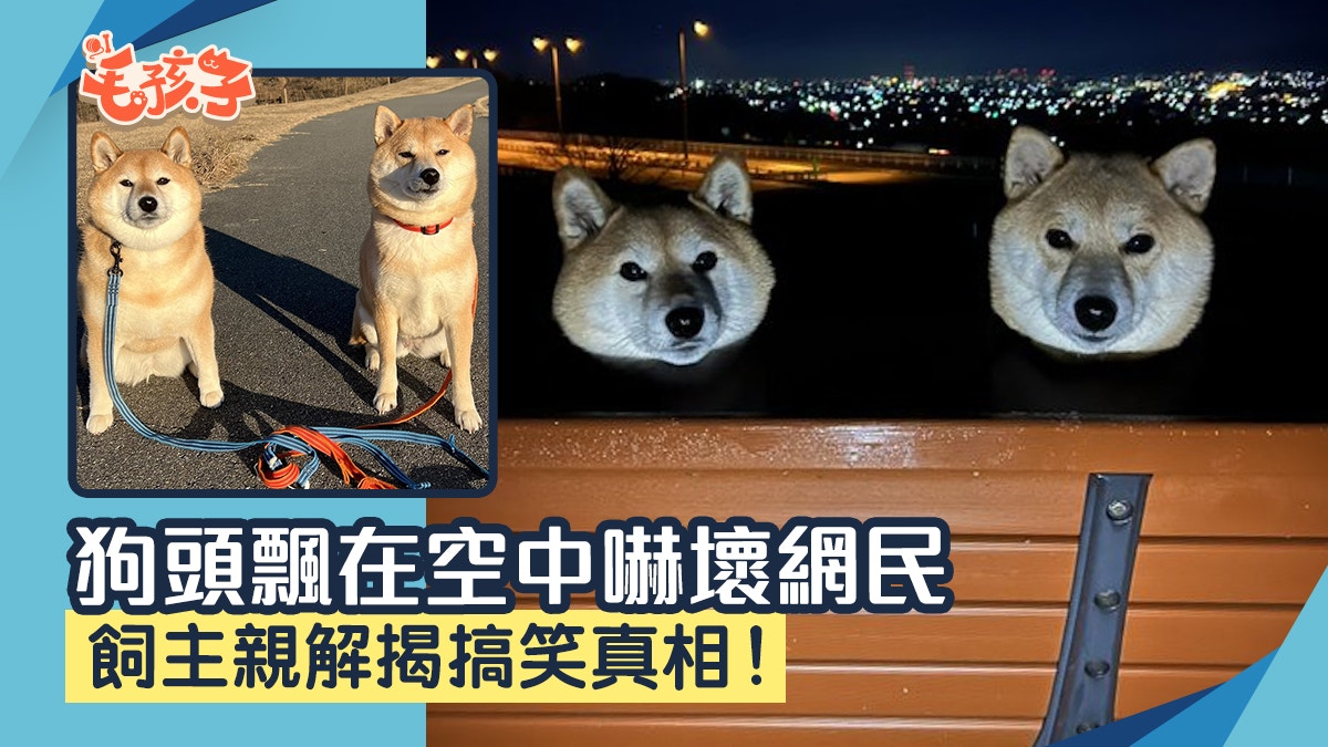 拍下柴犬被斬首照？狗頭飄在空中嚇壞網民飼主親解揭搞笑真相