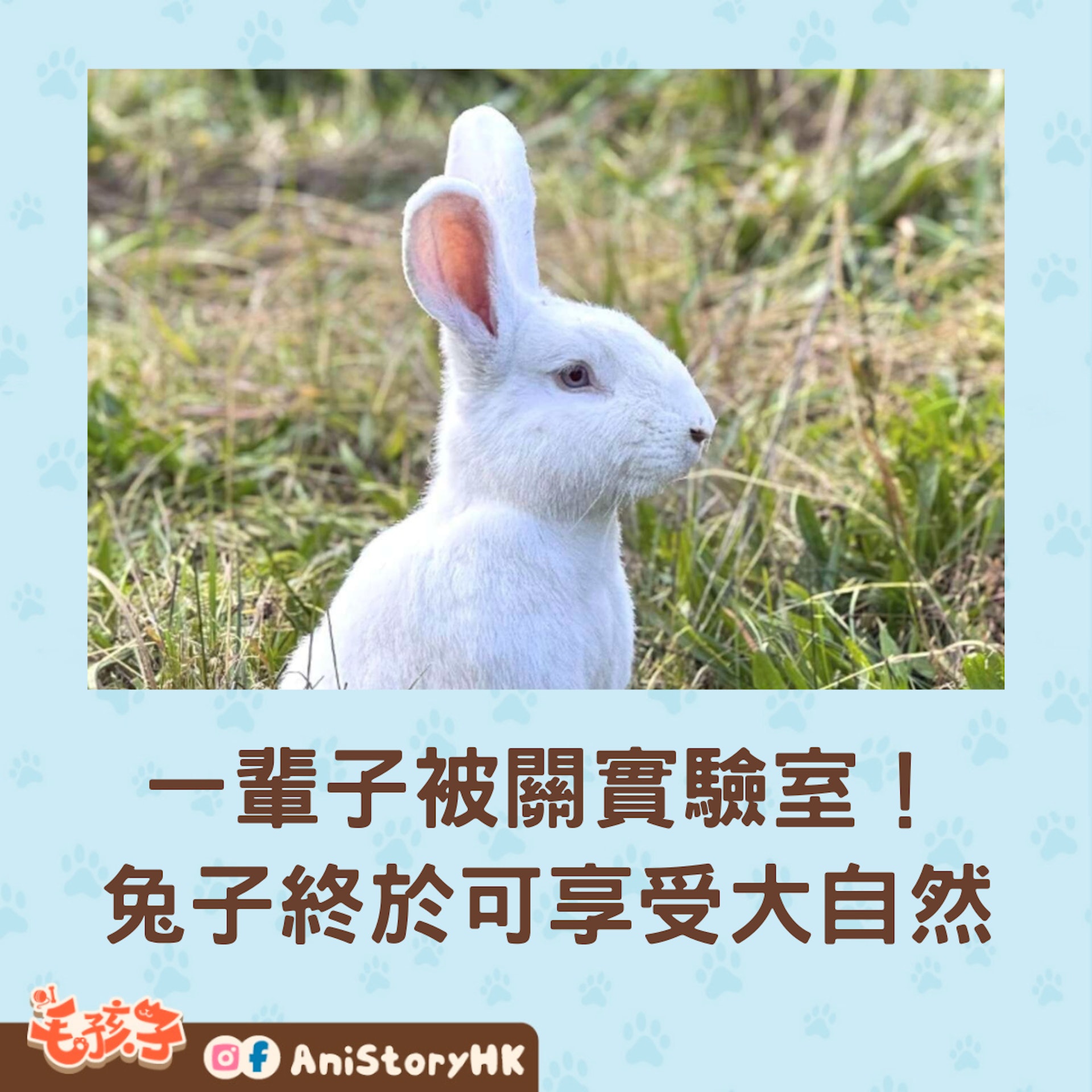 長期被關在實驗實的兔子,第一次看到草地,覺得新奇又害怕。(instagram@woodstocksanctuary) 長期被關在實驗實的兔子,第一次看到草地,覺得新奇又害怕。(instagram@woodstocksanctuary)
