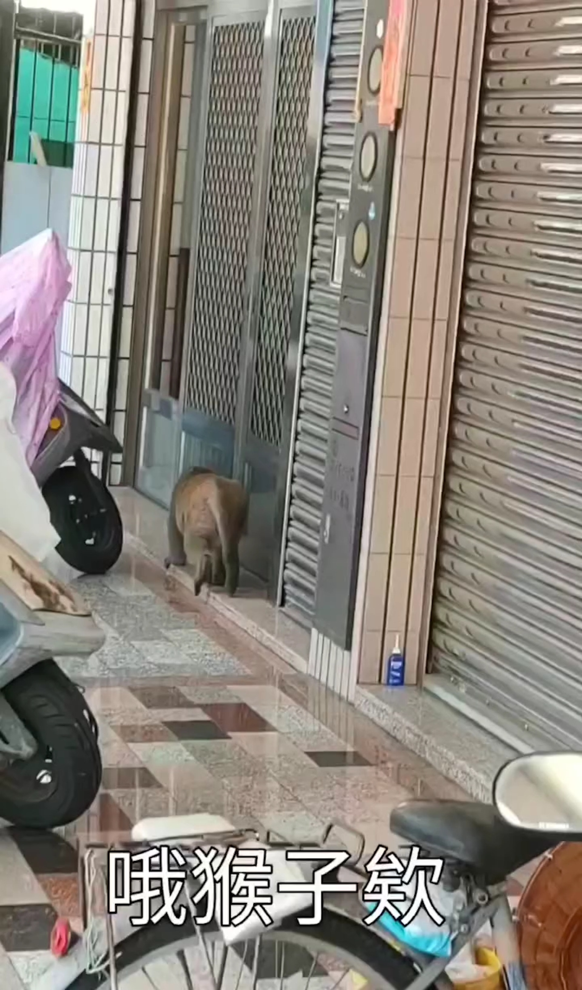 網民在高雄街頭見到獼猴,尾隨拍攝。(「爆料公社」影片截圖) 網民在高雄街頭見到獼猴,尾隨拍攝。(「爆料公社」影片截圖)
