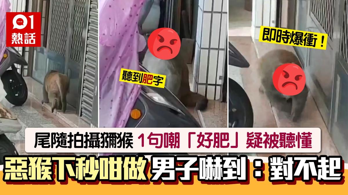 棹忌!男子見獼猴寸:好大隻好肥喔! 下秒慘了爆粗道歉:對不起 棹忌!男子見獼猴寸:好大隻好肥喔! 下秒慘了爆粗道歉:對不起