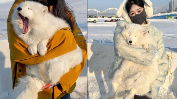 哈爾濱冰雪旅遊熱 「抱白狐合影」項目爆火 網民:紂王體驗卡!