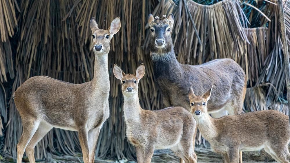 廣州長隆珍稀物種海南坡鹿新生幼崽亮相　為國家一級保護動物