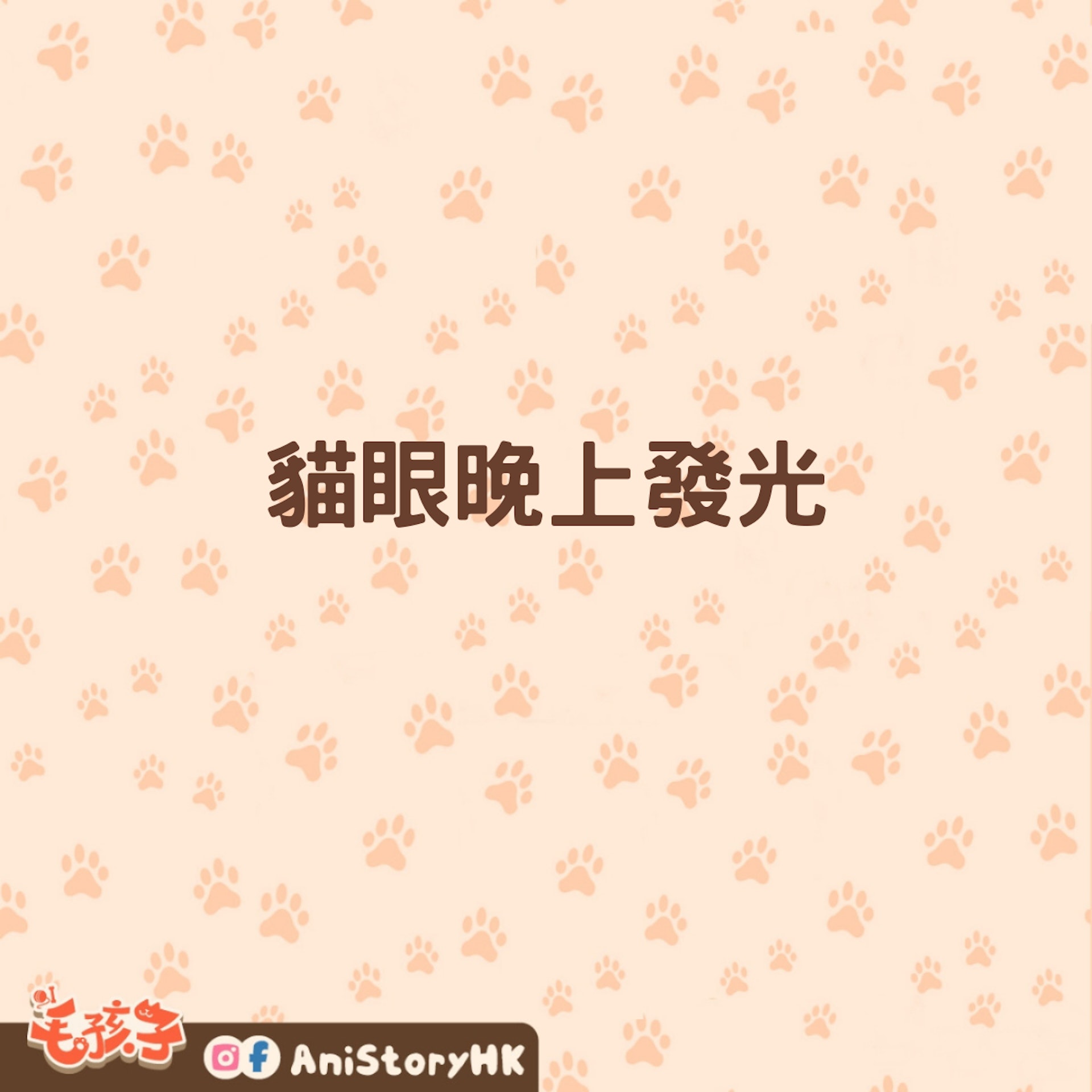 貓咪眼睛晚上會發亮,秘密在這裏!(01製圖) 貓咪眼睛晚上會發亮,秘密在這裏!(01製圖)
