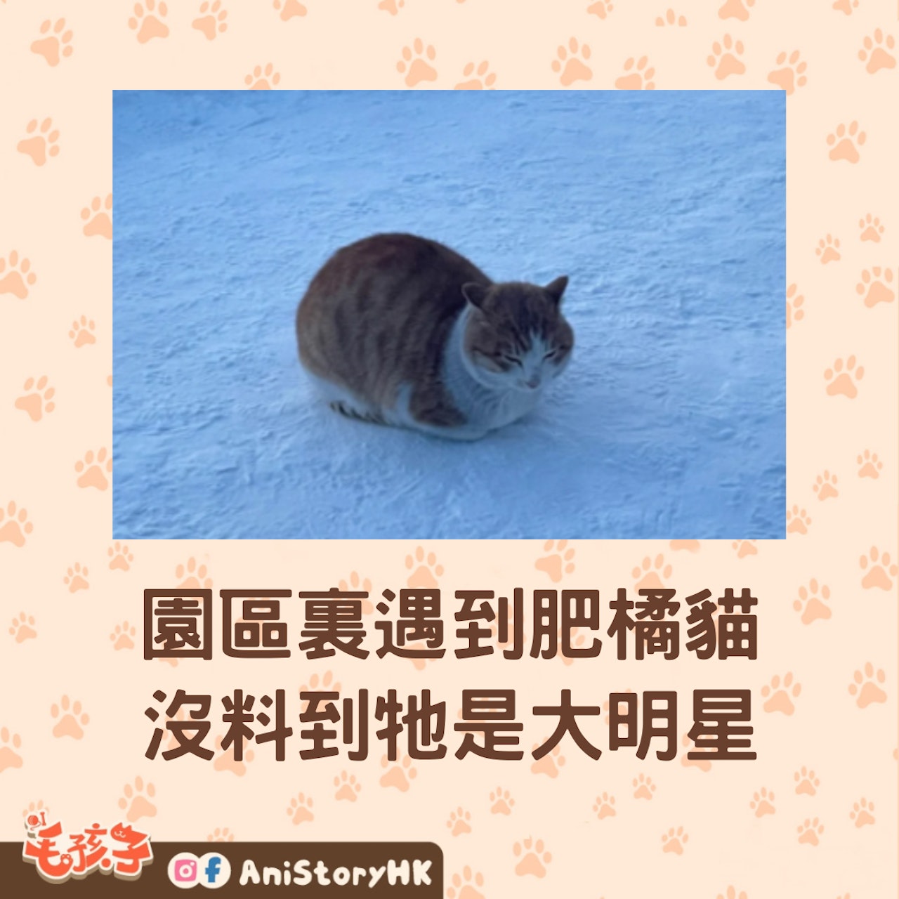 園區裏遇上的流浪肥橘貓,原來牠是這裏的大明星。(小紅書@薑汁老鼠肉 ) 園區裏遇上的流浪肥橘貓,原來牠是這裏的大明星。(小紅書@薑汁老鼠肉 )