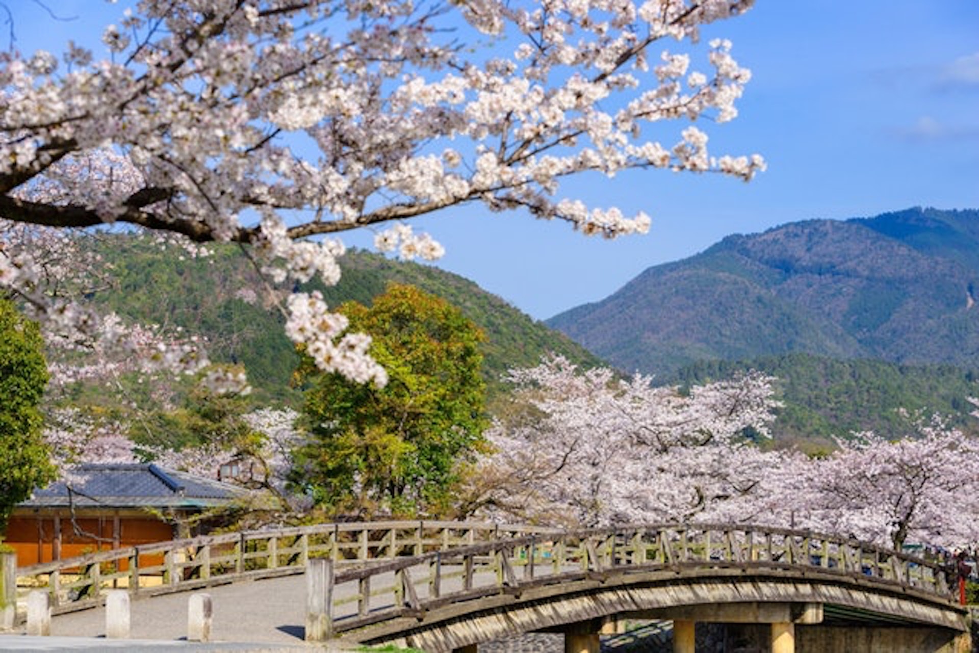 嵐山(圖片來源:Gettyimages/視覺中國) 嵐山(圖片來源:Gettyimages/視覺中國)