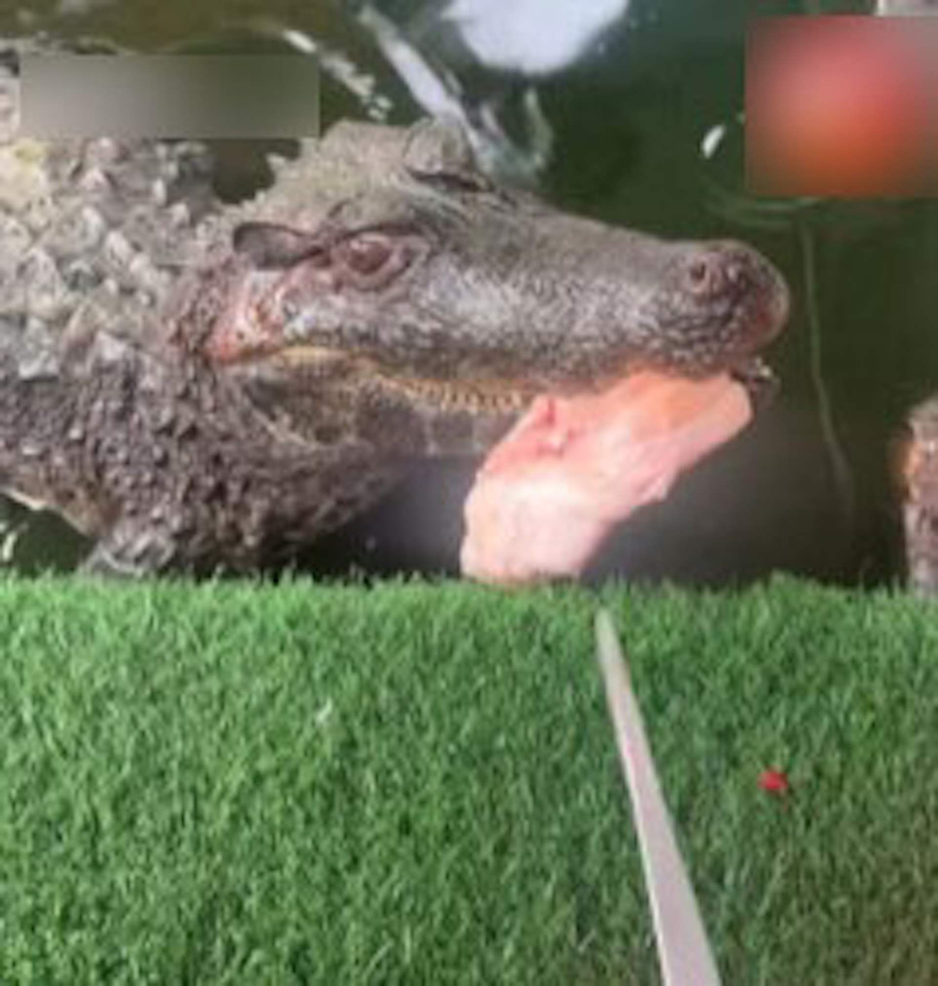大馬有男網紅出價月薪$2,500,聘人每月為其動物鱷魚洗澡1次。(TiKTok@khairuljohari27) 大馬有男網紅出價月薪$2,500,聘人每月為其動物鱷魚洗澡1次。(TiKTok@khairuljohari27)