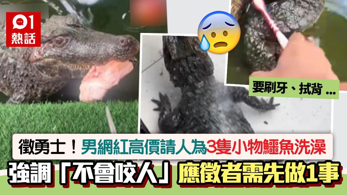 網紅請「勇士」替3隻小鱷魚洗澡!10分鐘做3步驟 聲稱:不咬人的 網紅請「勇士」替3隻小鱷魚洗澡!10分鐘做3步驟 聲稱:不咬人的