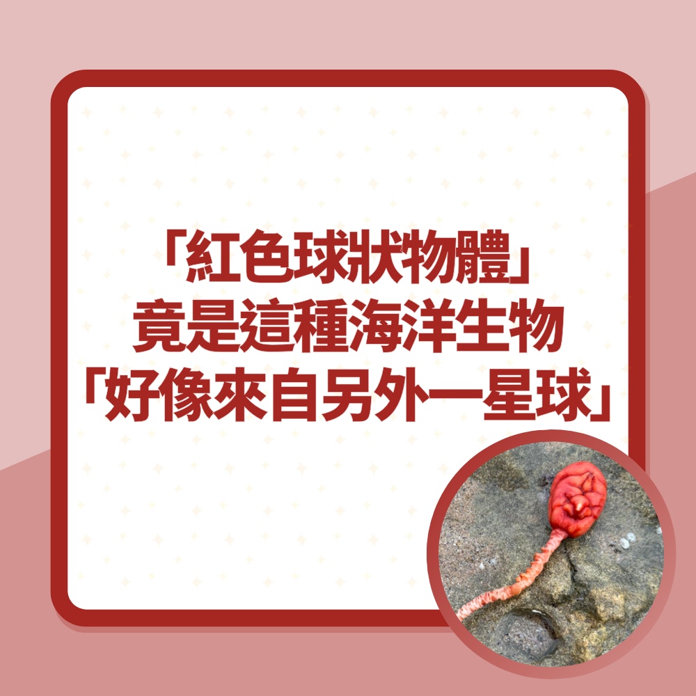 「紅色球狀物體」竟是這種海洋生物　網民：好像來自另外一個星球（01製圖／FB@Field Naturalists Club of Victoria）