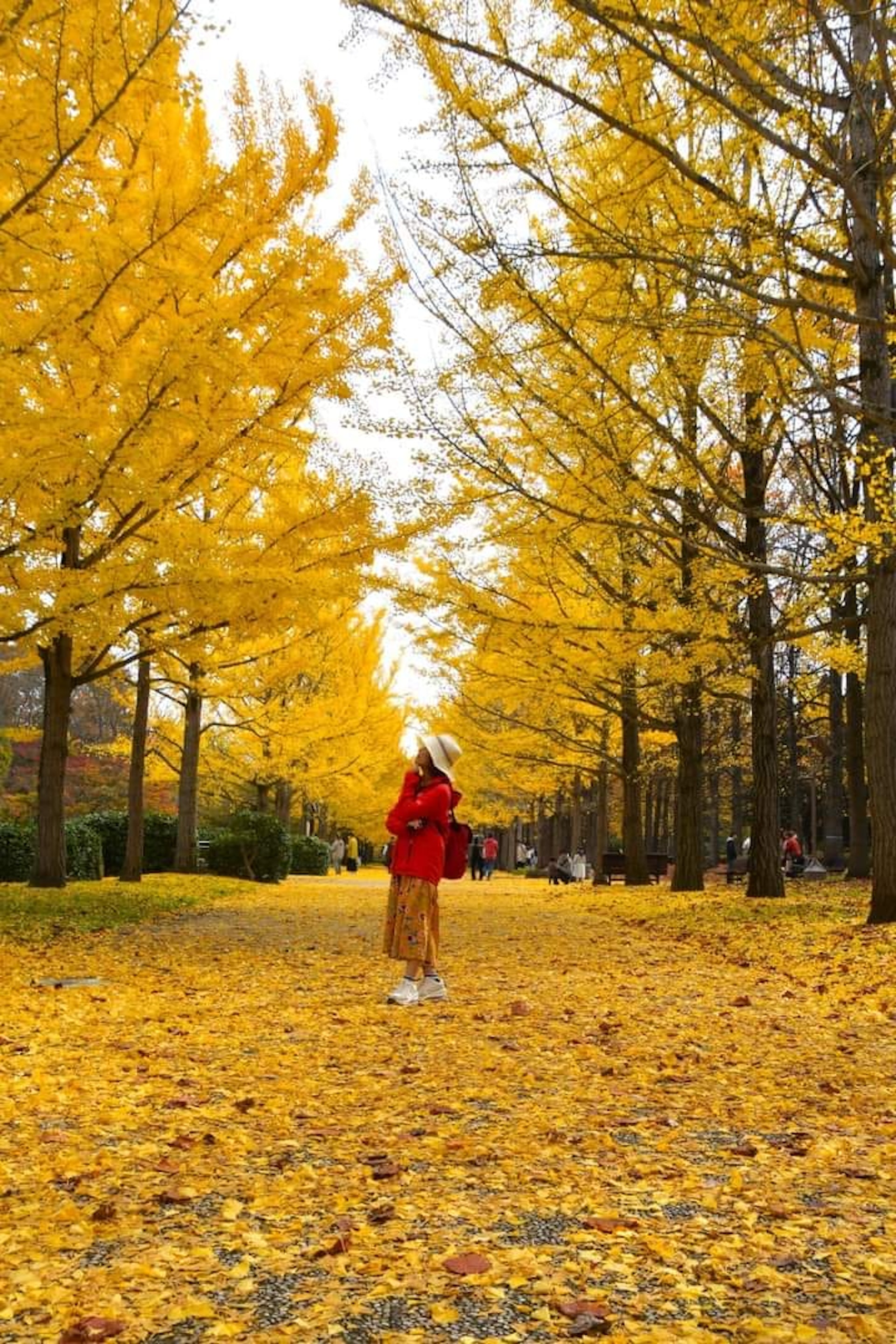 日本四季各有特色,常年均吸引大量旅客到訪(圖片授權:FB@陳世真) 日本四季各有特色,常年均吸引大量旅客到訪(圖片授權:FB@陳世真)