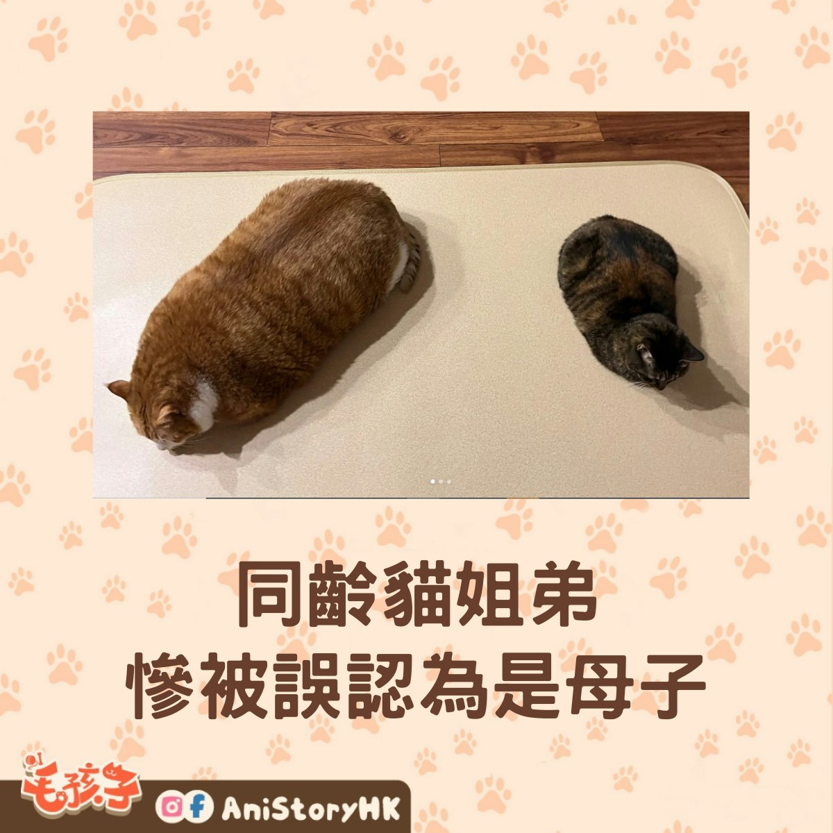 一名女子家中養了2隻同年紀的唐貓，兩隻貓咪從小到大都吃一樣牌子、一樣份量的飼料，但橘貓的身材竟比虎斑貓身形大上三倍以上，胖到跟瓦斯桶一樣，連飼主都百思不得其解。（小紅書@是肥宅阿）