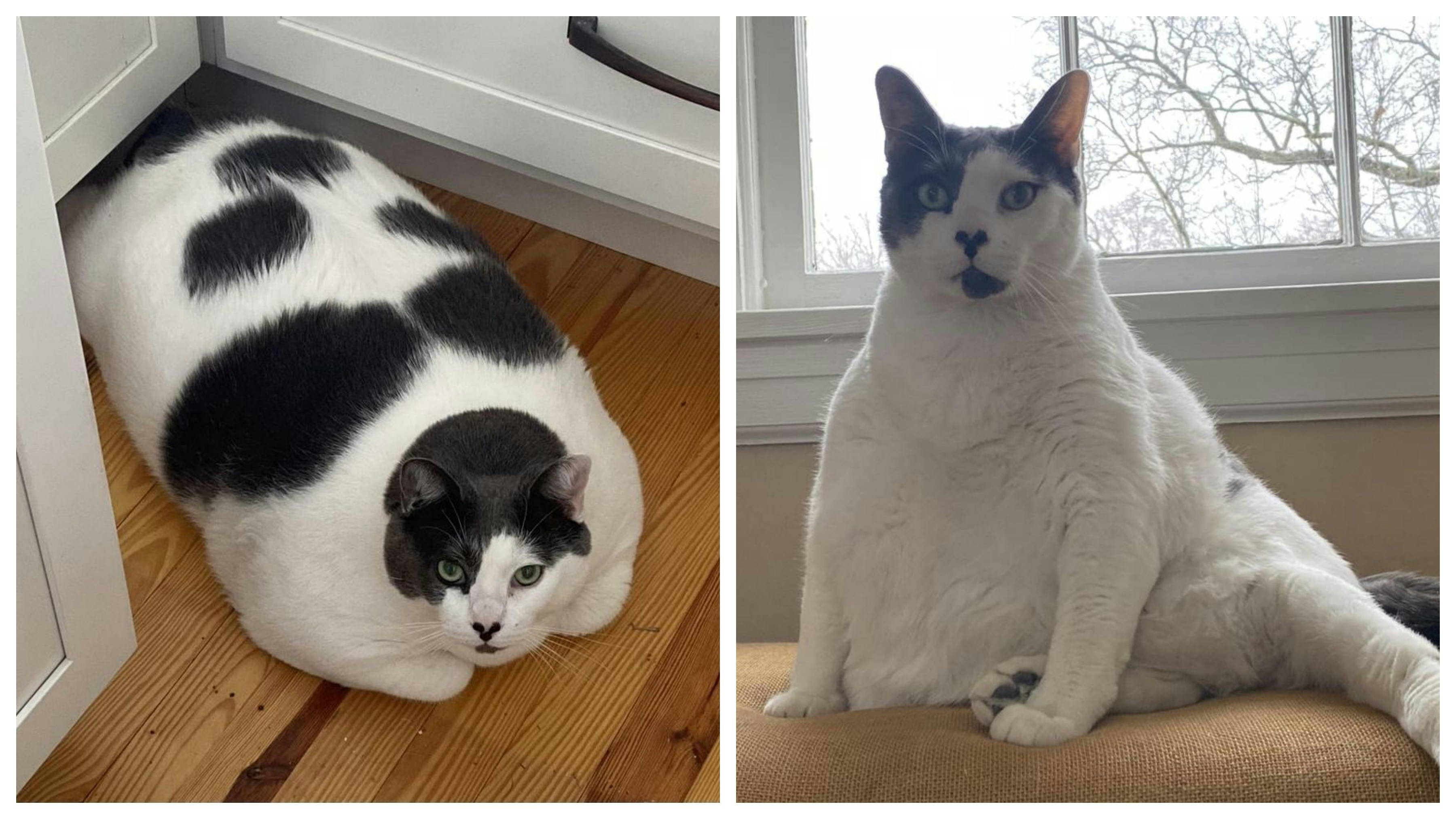 世界最肥的貓咪在萬人監督下被迫減肥一年後成果如何？