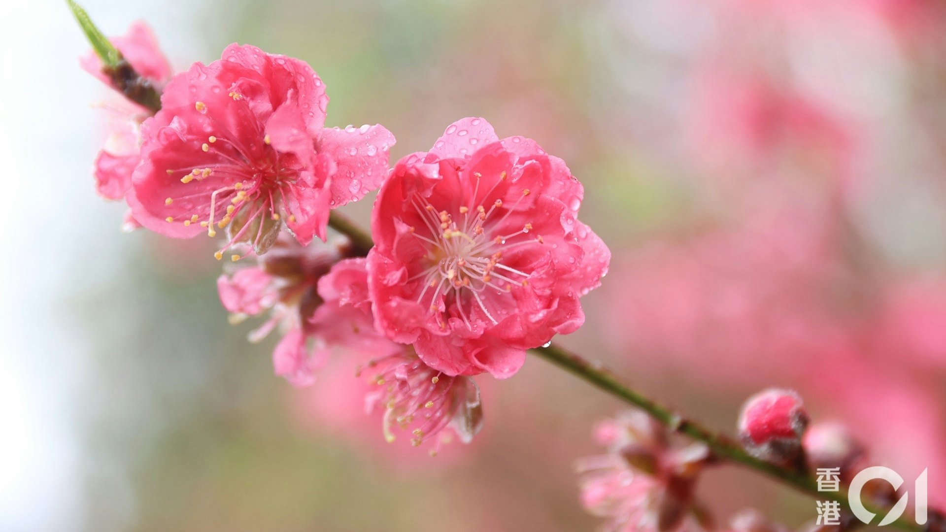風水|6種盆栽可招財 專家揭5大禁忌 擺這種花吸走財氣仲會減壽 風水|6種盆栽可招財 專家揭5大禁忌 擺這種花吸走財氣仲會減壽