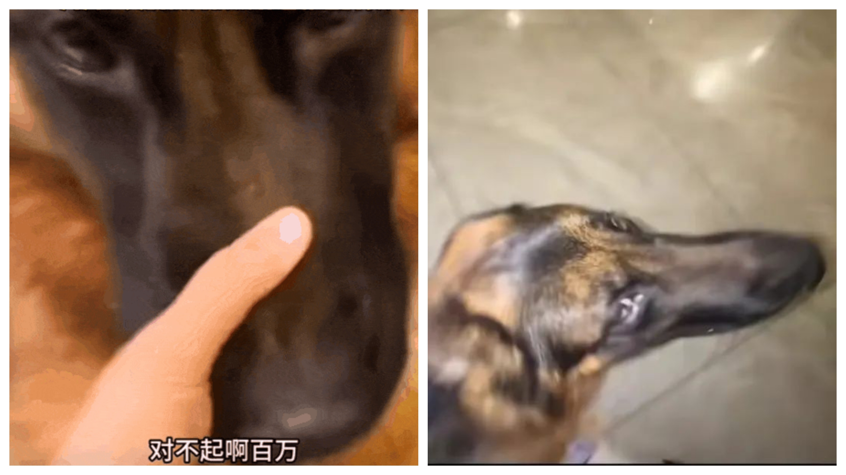 回家時發現自家狗在樓下亂晃　揪著耳朵罵了一路…結果原來認錯狗
