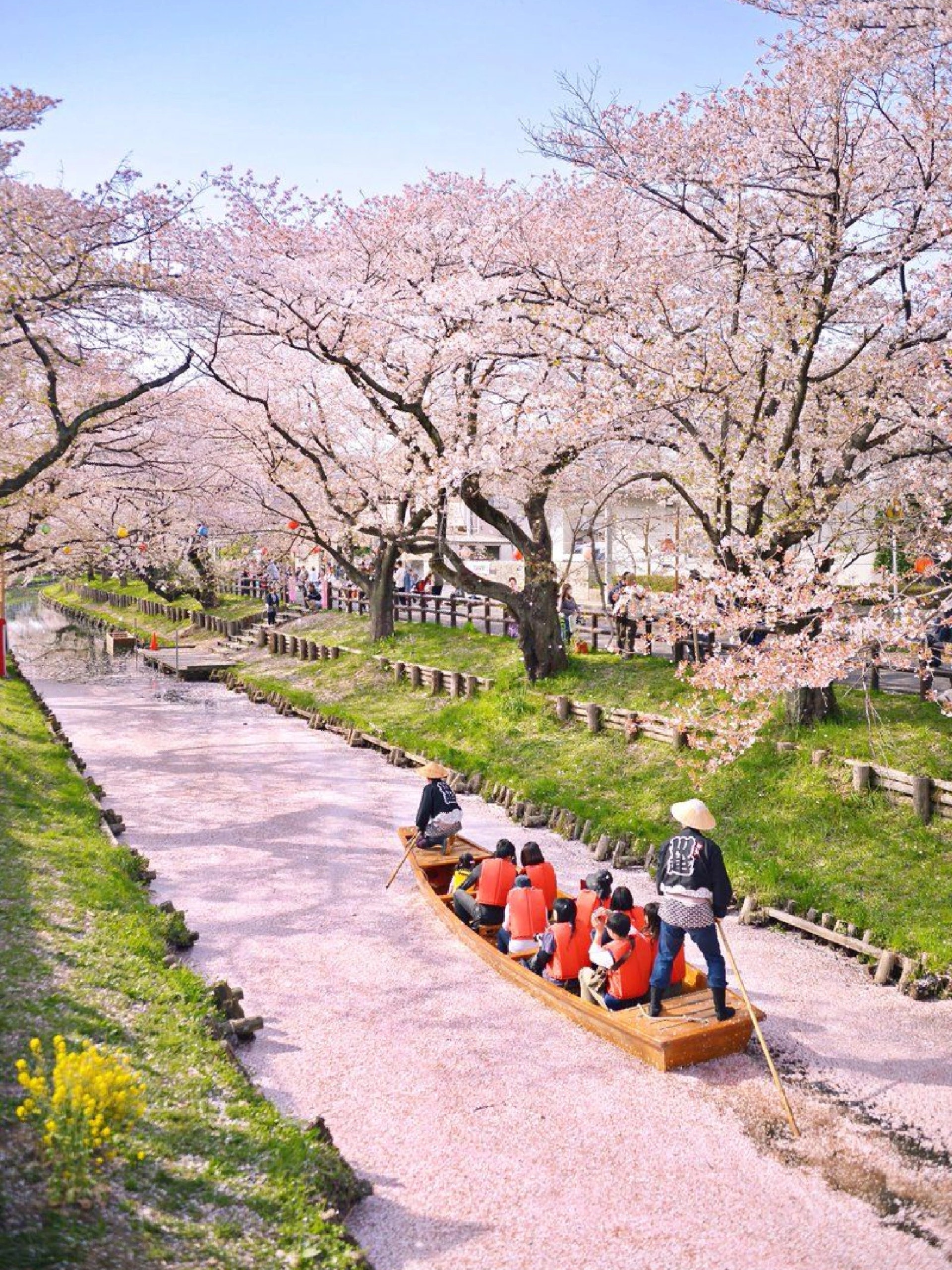東京週邊的川越新川,花吹雪時會形成一條夢幻的粉紅花河!(圖片來源:小紅書@橘子) 東京週邊的川越新川,花吹雪時會形成一條夢幻的粉紅花河!(圖片來源:小紅書@橘子)