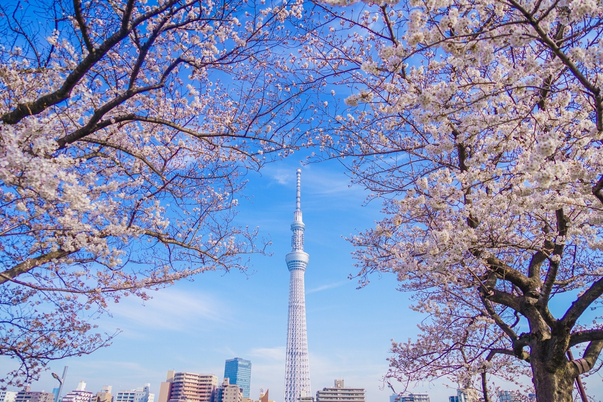 東京市區亦有多處可賞櫻（圖片來源：FB@淺草、東京晴空塔城、日光、川越、池袋: Welcome to Tobu！）
