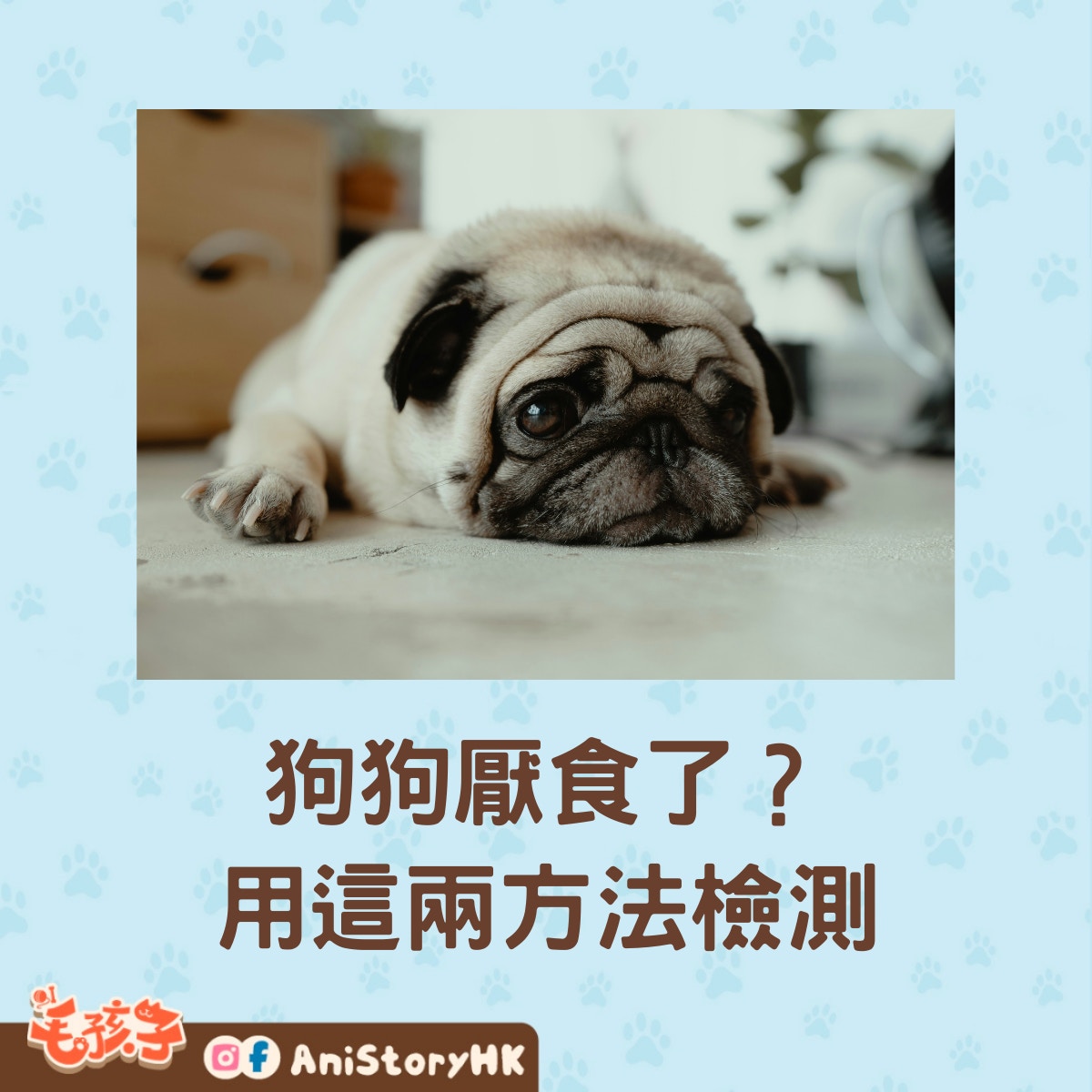狗狗厭食應如何預防呢？（01製圖）