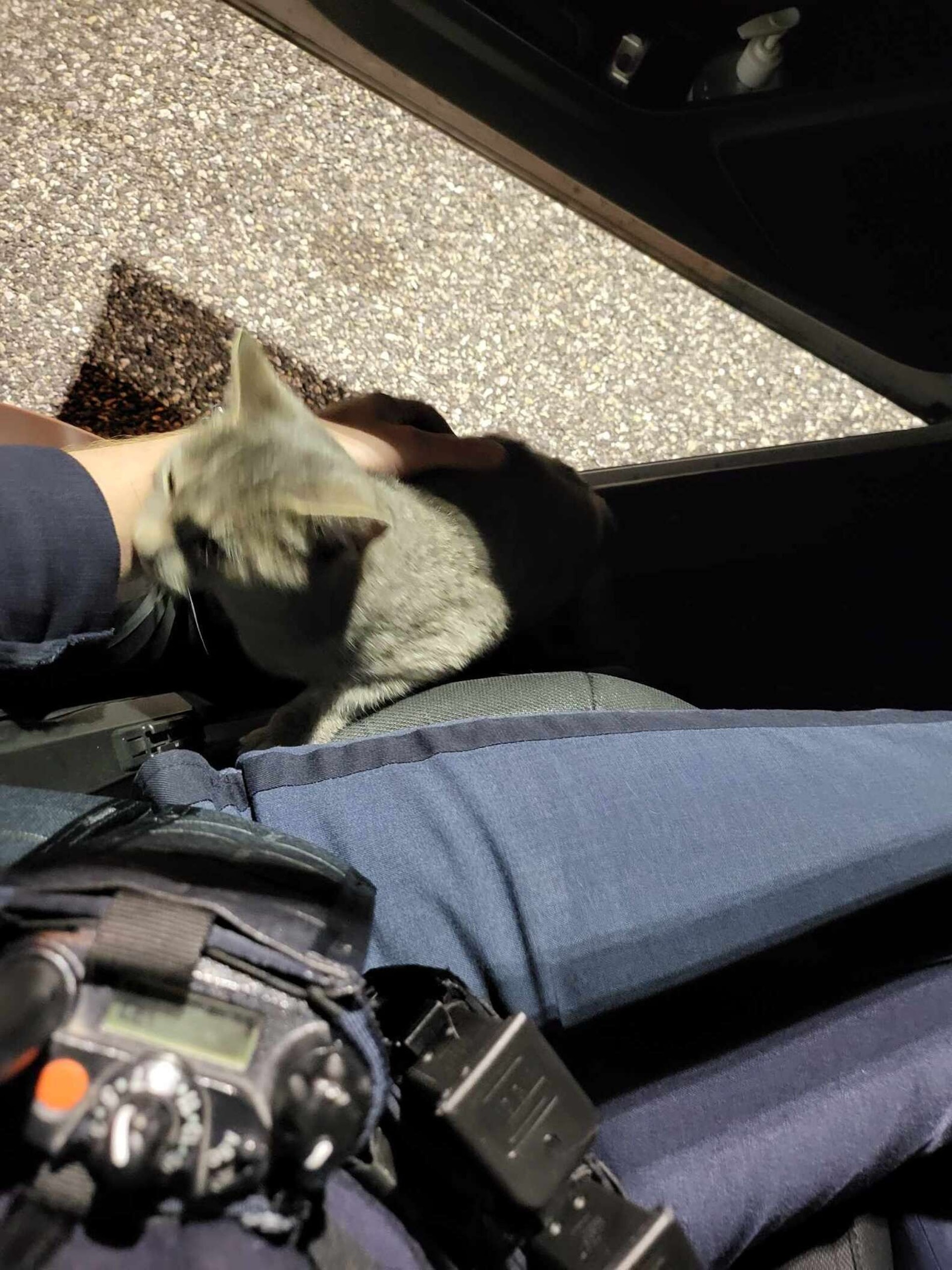 虎斑貓「卡瑪」(Karma)看到警車後自己跳上車,還跑到員警大腿上呼嚕,最後順利被收編。(the dodo) 虎斑貓「卡瑪」(Karma)看到警車後自己跳上車,還跑到員警大腿上呼嚕,最後順利被收編。(the dodo)