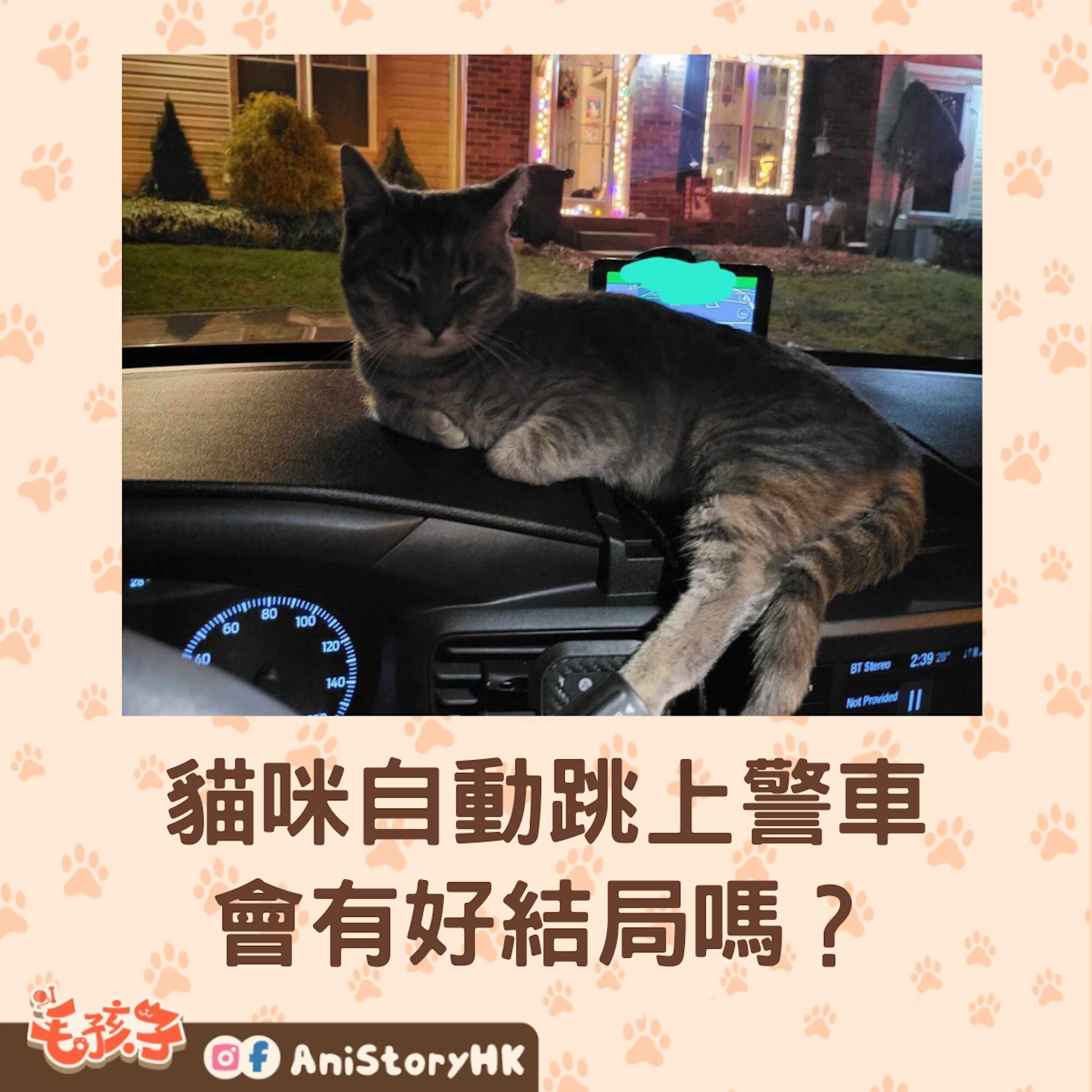 虎斑貓「卡瑪」(Karma)看到警車後自己跳上車,還跑到員警大腿上呼嚕,最後順利被收編。(the dodo) 虎斑貓「卡瑪」(Karma)看到警車後自己跳上車,還跑到員警大腿上呼嚕,最後順利被收編。(the dodo)