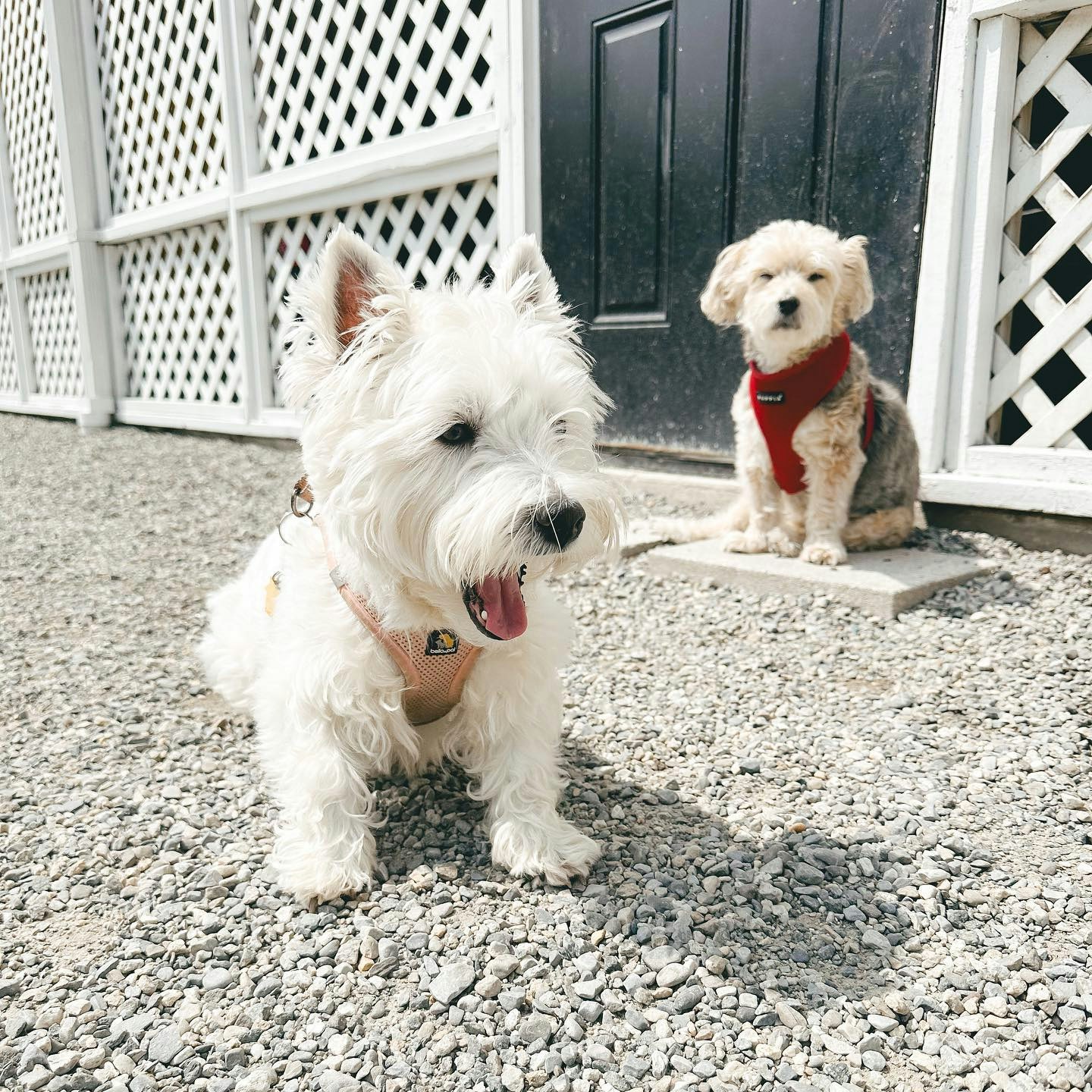 Westie、伯恩山和平毛屬回犬較易患癌。（IG@lola_our_westie_bestie_）