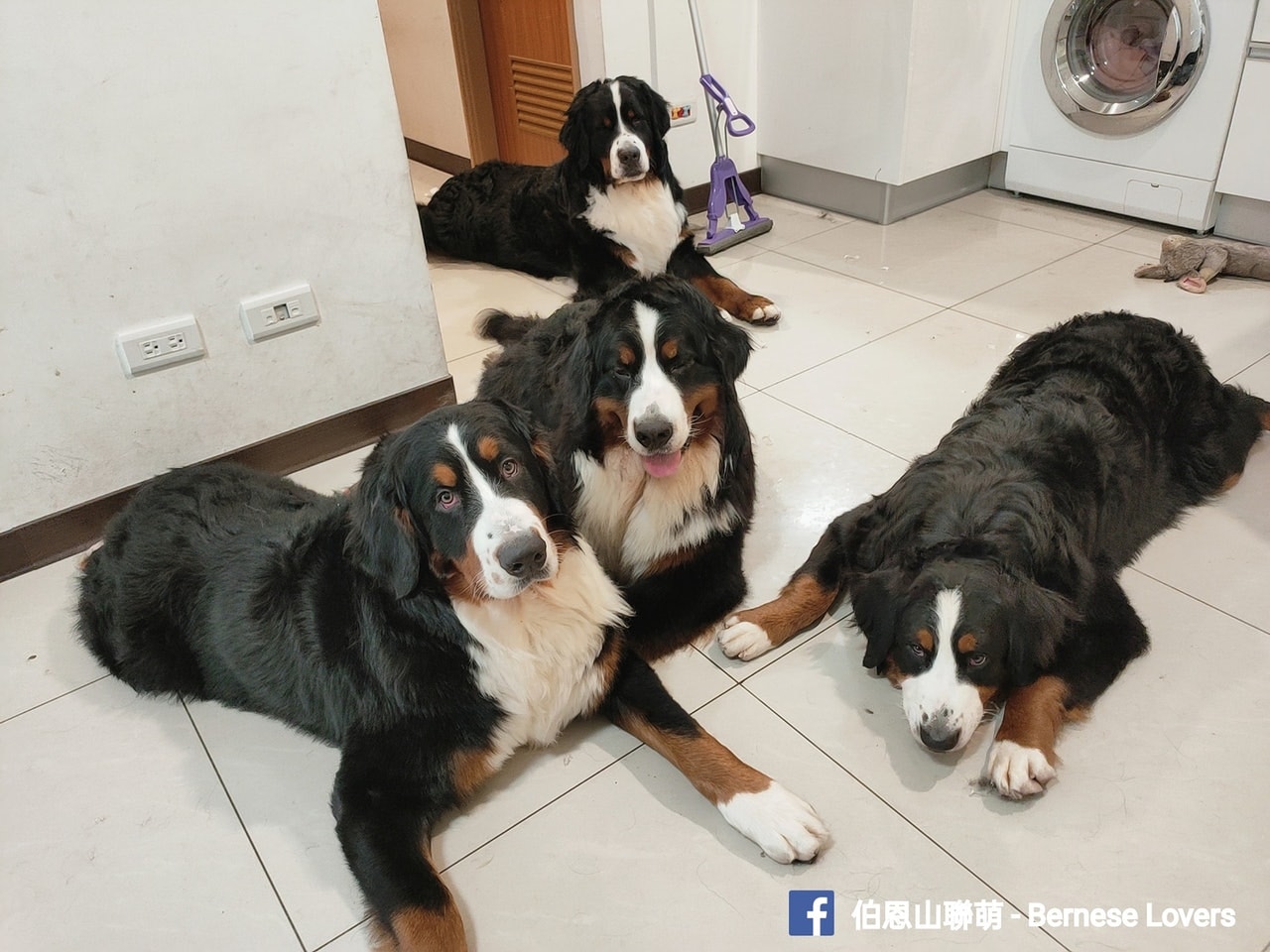 Westie、伯恩山和平毛屬回犬較易患癌。facebook專頁：伯恩山聯萌 - Bernese Lovers）