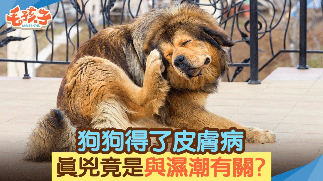 狗狗健康|天氣潮濕狗狗易患皮膚病 教你6招預防注意均衡飲食! 狗狗健康|天氣潮濕狗狗易患皮膚病 教你6招預防注意均衡飲食!