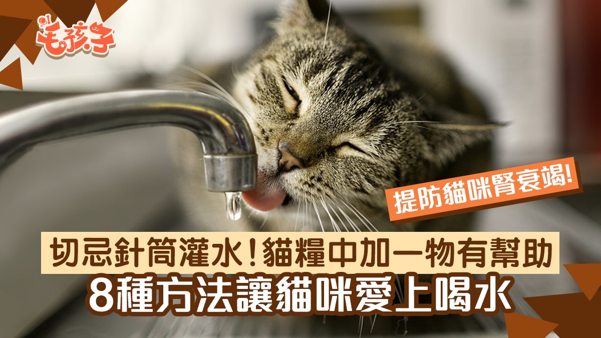 貓貓健康|預防貓咪頭號殺手慢性腎衰竭 8大建議讓貓咪乖乖喝水 貓貓健康|預防貓咪頭號殺手慢性腎衰竭 8大建議讓貓咪乖乖喝水