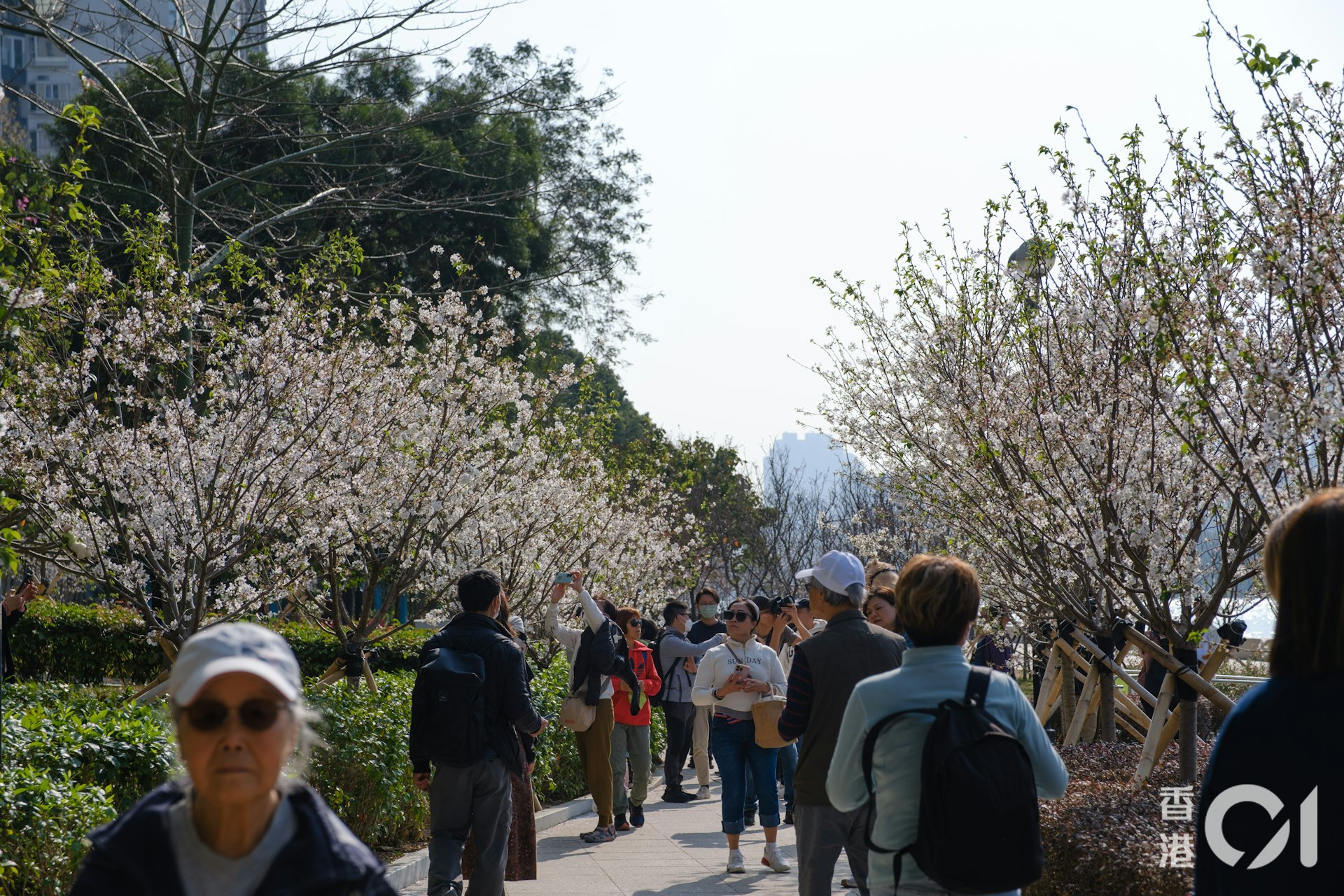位於沙田石門的安景街公園,今年栽種了百棵櫻花,其中在一段約20米長的緩跑徑中,夾道種滿了「染井吉野櫻」,引來不少市民前來賞花。(郭梓謙攝) 位於沙田石門的安景街公園,今年栽種了百棵櫻花,其中在一段約20米長的緩跑徑中,夾道種滿了「染井吉野櫻」,引來不少市民前來賞花。(郭梓謙攝)