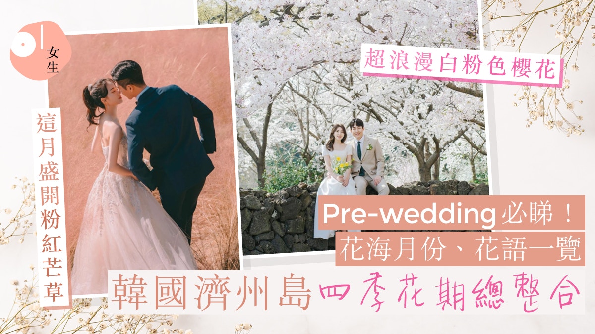 韓國婚攝懶人包｜濟州島Pre-wedding花期全攻略 櫻花/雛菊/繡球花