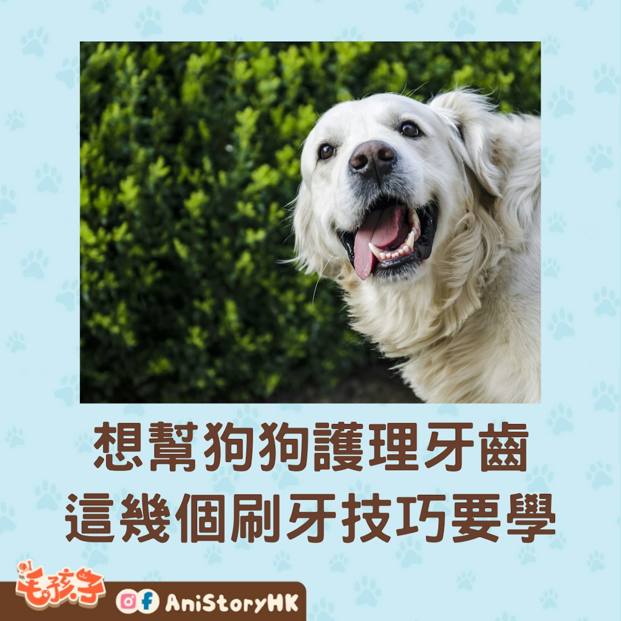 如何正確的幫助狗狗刷牙?(01製圖) 如何正確的幫助狗狗刷牙?(01製圖)