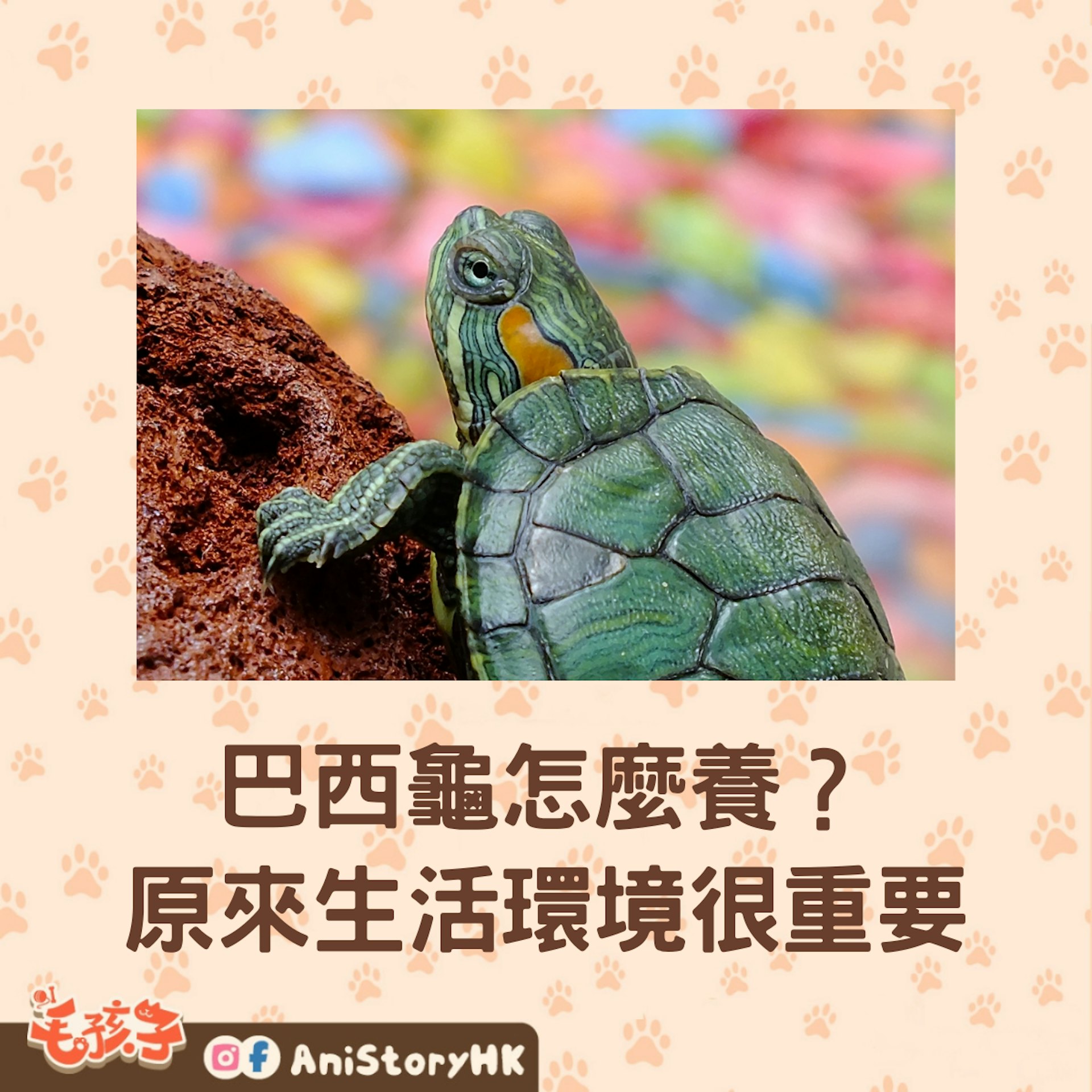 巴西龜怎麼養?這7點要注意(01製圖) 巴西龜怎麼養?這7點要注意(01製圖)