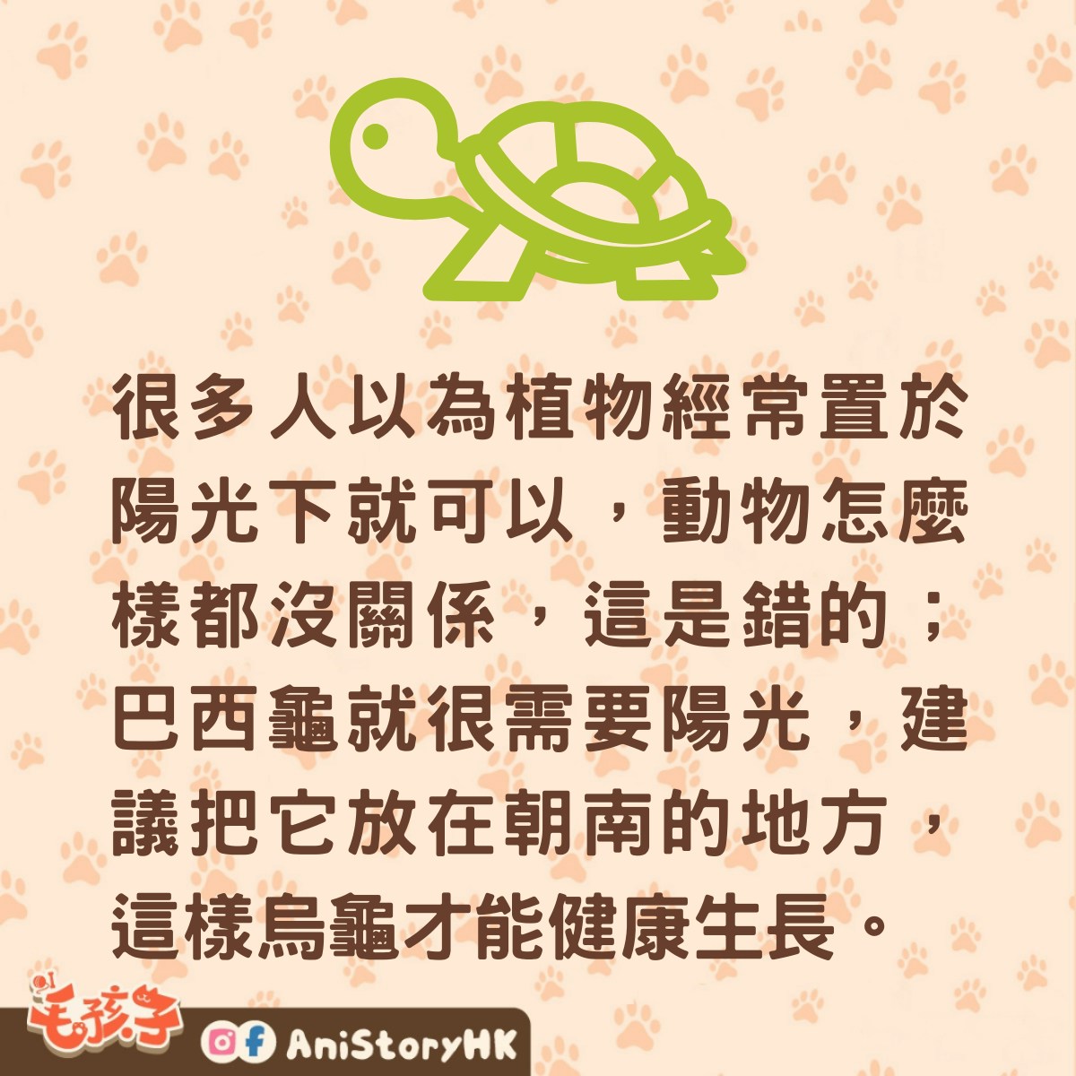 巴西龜怎麼養？生長溫度要控制好外水質也有要求這7點要注意