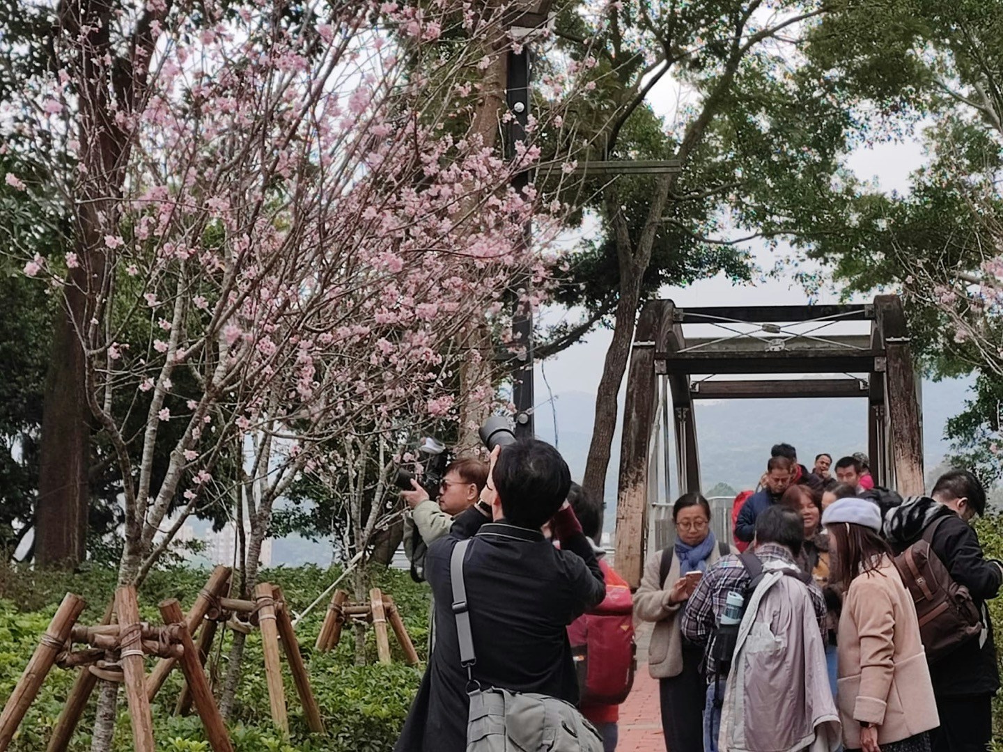 康文署在大埔海滨公园种植的樱花也正开花，3月3日天色阴阴，但也吸引不少人到来赏花拍摄。图为富士樱。（读者Wai LI Lam提供图片)