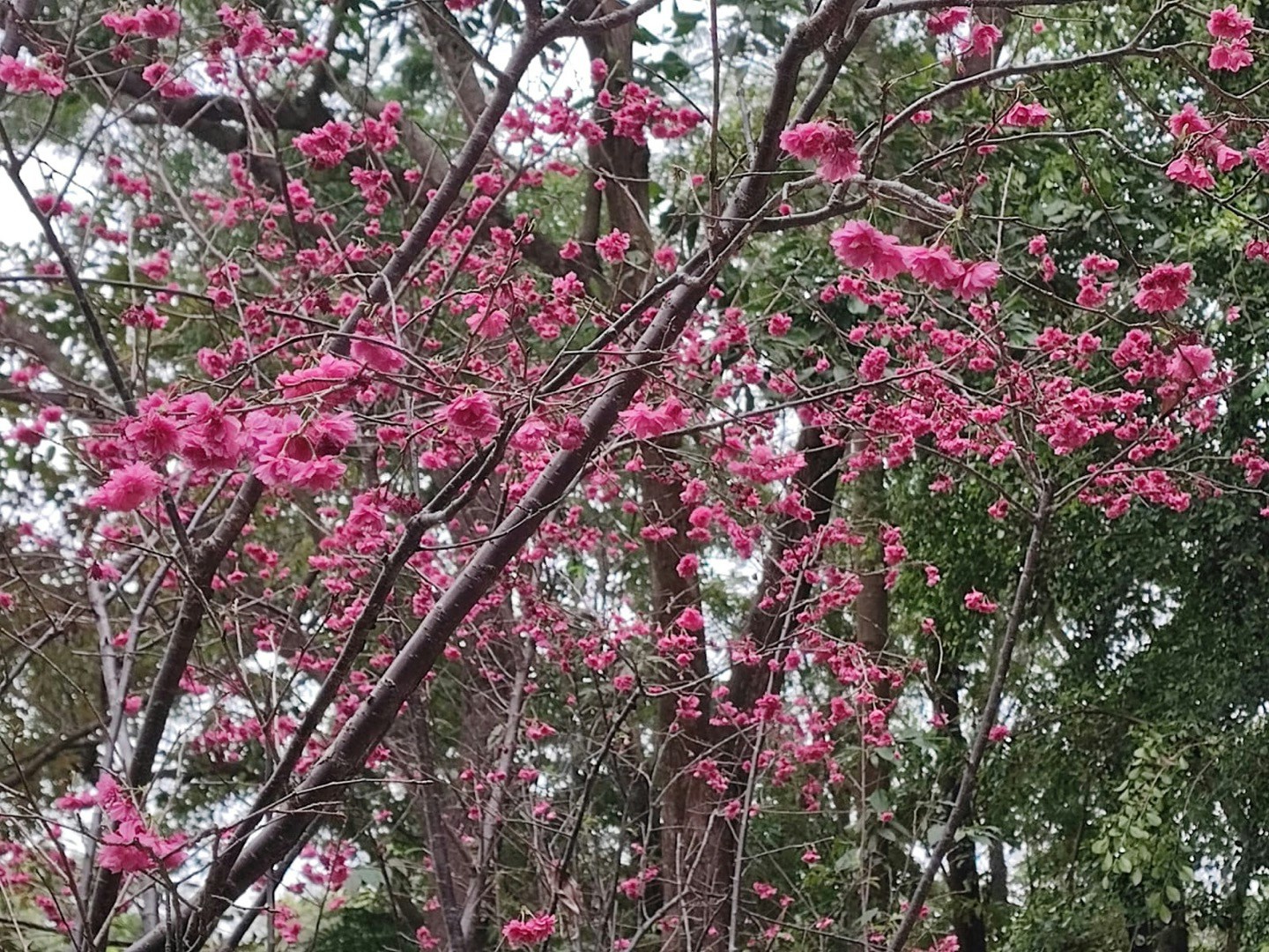 康文署在大埔海滨公园种植的樱花也正开花，3月3日天色阴阴，但也吸引不少人到来赏花拍摄。图为重瓣山樱花。（读者Wai LI Lam提供图片)
