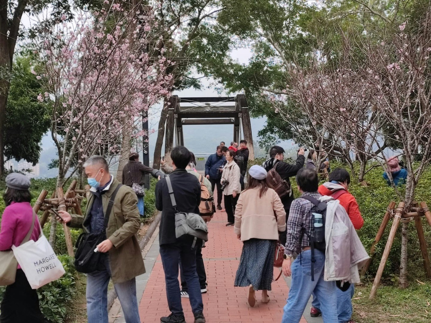 康文署在大埔海滨公园种植的樱花也正开花，3月3日天色阴阴，但也吸引不少人到来赏花拍摄。图为富士樱。（读者Wai LI Lam提供图片)