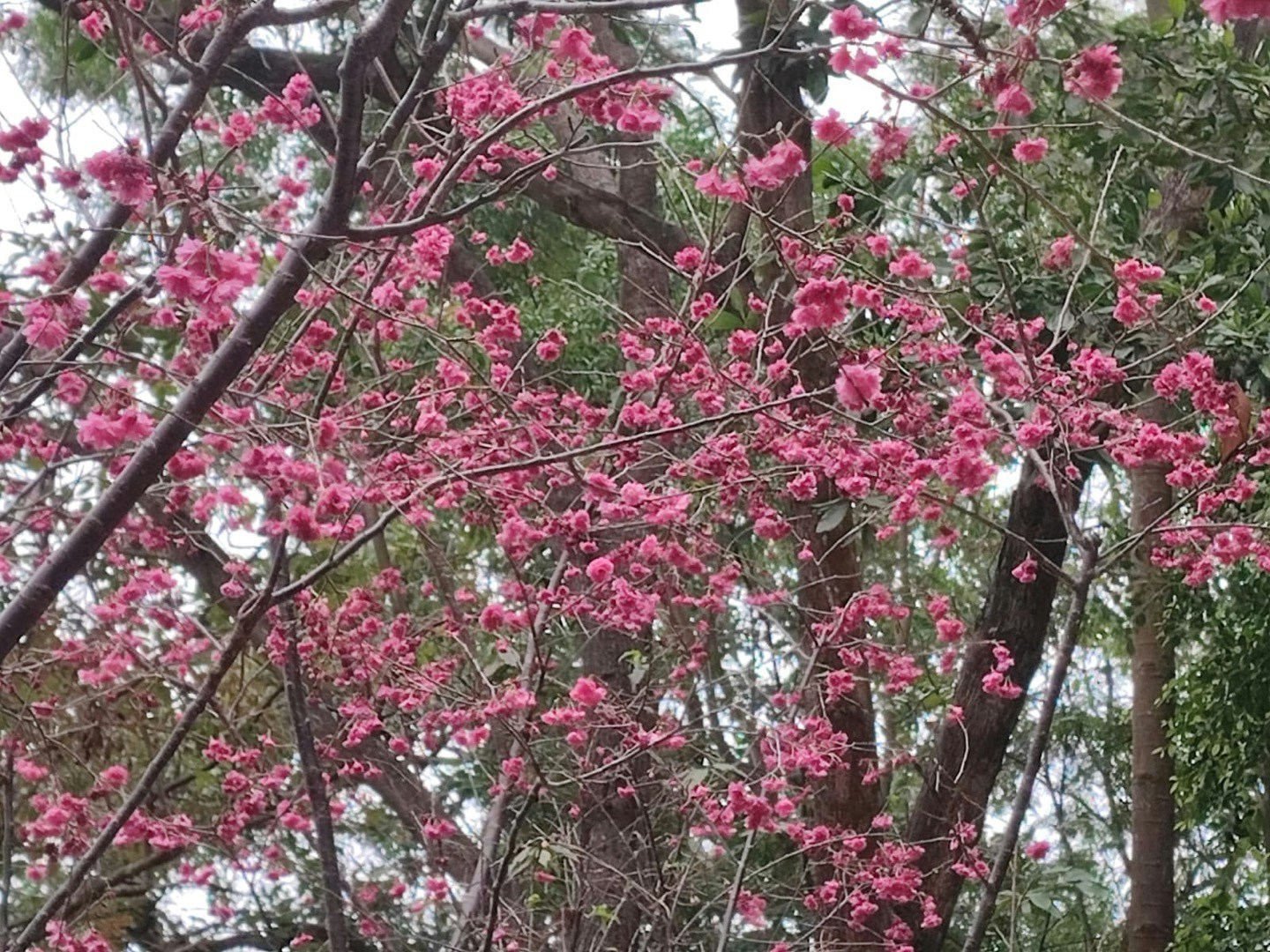 康文署在大埔海滨公园种植的樱花也正开花，3月3日天色阴阴，但也吸引不少人到来赏花拍摄。图为重瓣山樱花。（读者Wai LI Lam提供图片)
