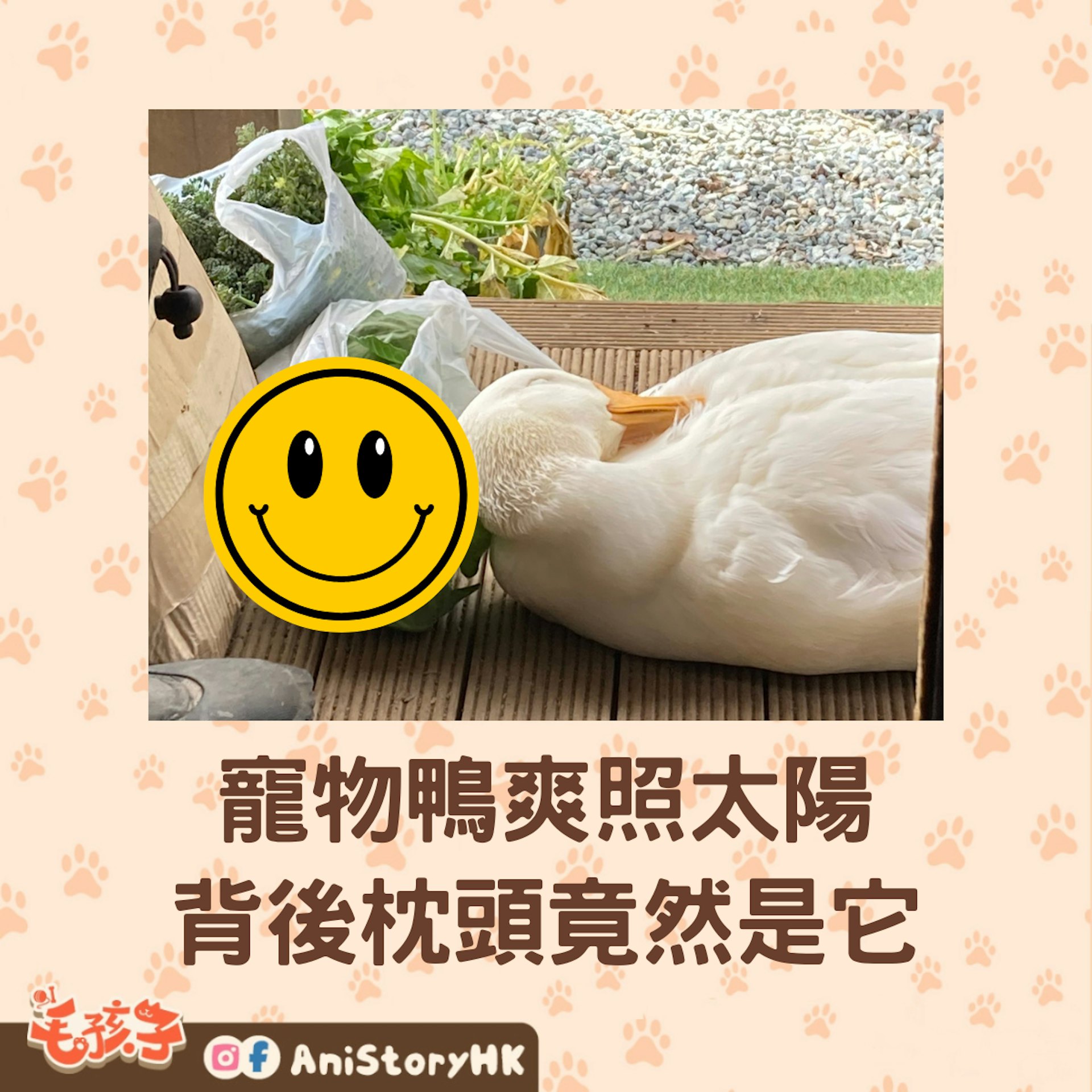 日本一隻寵物鴨小皮,用椰菜當成枕頭睡午覺。(X@aotoudai) 日本一隻寵物鴨小皮,用椰菜當成枕頭睡午覺。(X@aotoudai)
