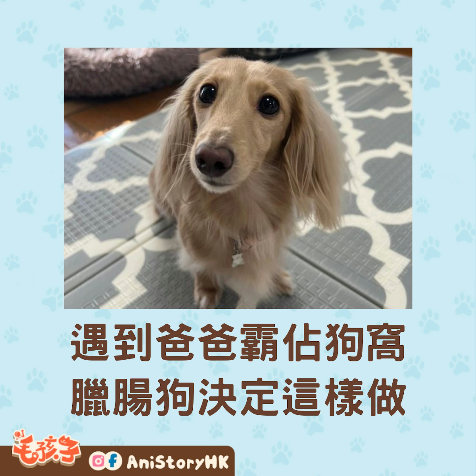 臘腸狗的心愛狗窩被爸爸佔用,但牠沒有生氣,反而做了一個親密舉動,令網民大讚很幸福。(x@chacha210309) 臘腸狗的心愛狗窩被爸爸佔用,但牠沒有生氣,反而做了一個親密舉動,令網民大讚很幸福。(x@chacha210309)