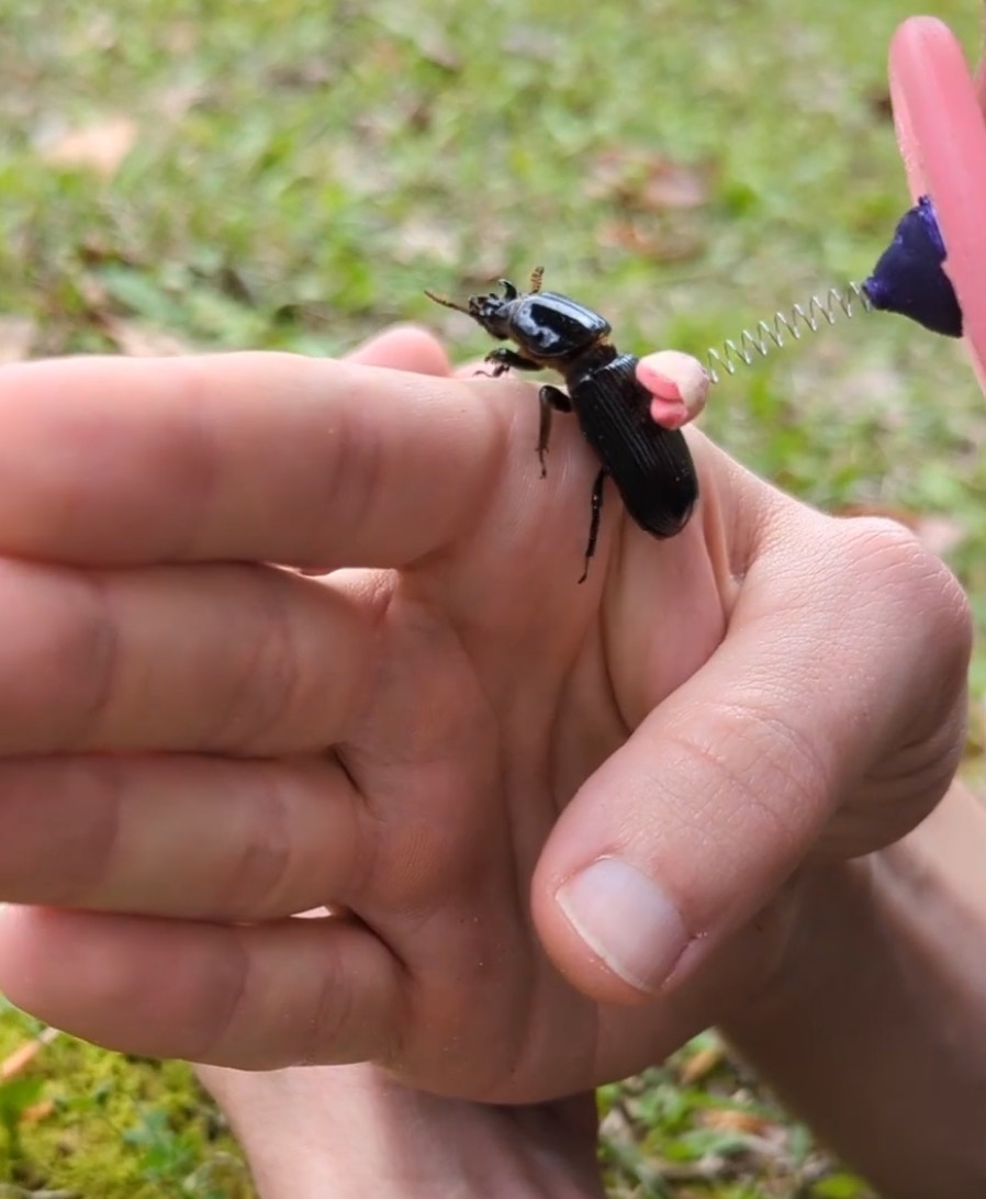 Legboot公司推出的「蟲子接吻器」（YouTube@Legboot）