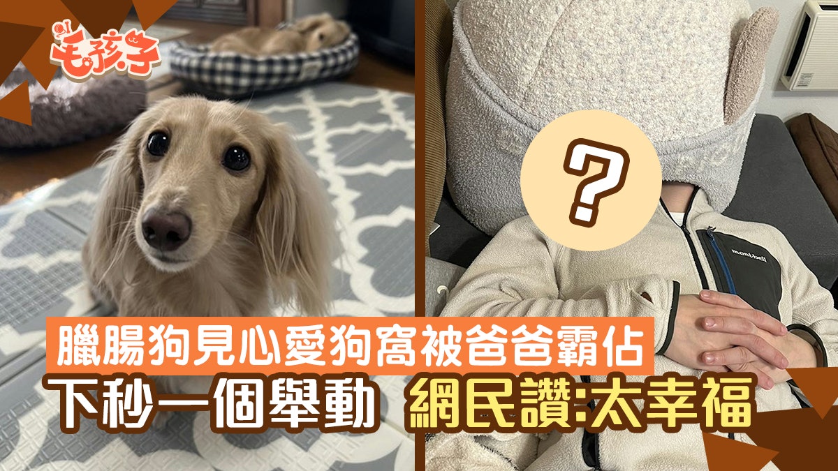 臘腸狗見心愛狗窩被爸爸霸佔 下秒一個舉動引來網民熱議:太幸福 臘腸狗見心愛狗窩被爸爸霸佔 下秒一個舉動引來網民熱議:太幸福
