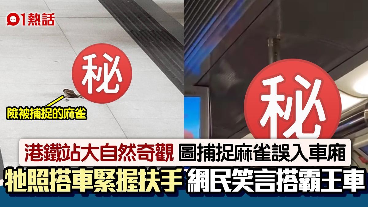 飛往港鐵圖捕麻雀誤入車廂 牠鎮定搭車緊握扶手 網民激讚︰好乖 飛往港鐵圖捕麻雀誤入車廂 牠鎮定搭車緊握扶手 網民激讚︰好乖