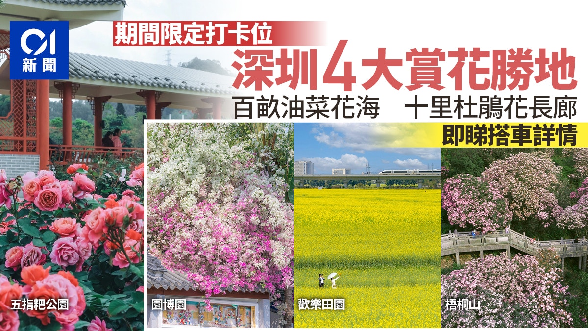 深圳4個絕美賞花勝地百畝油菜花海即將消失！內附交通詳情