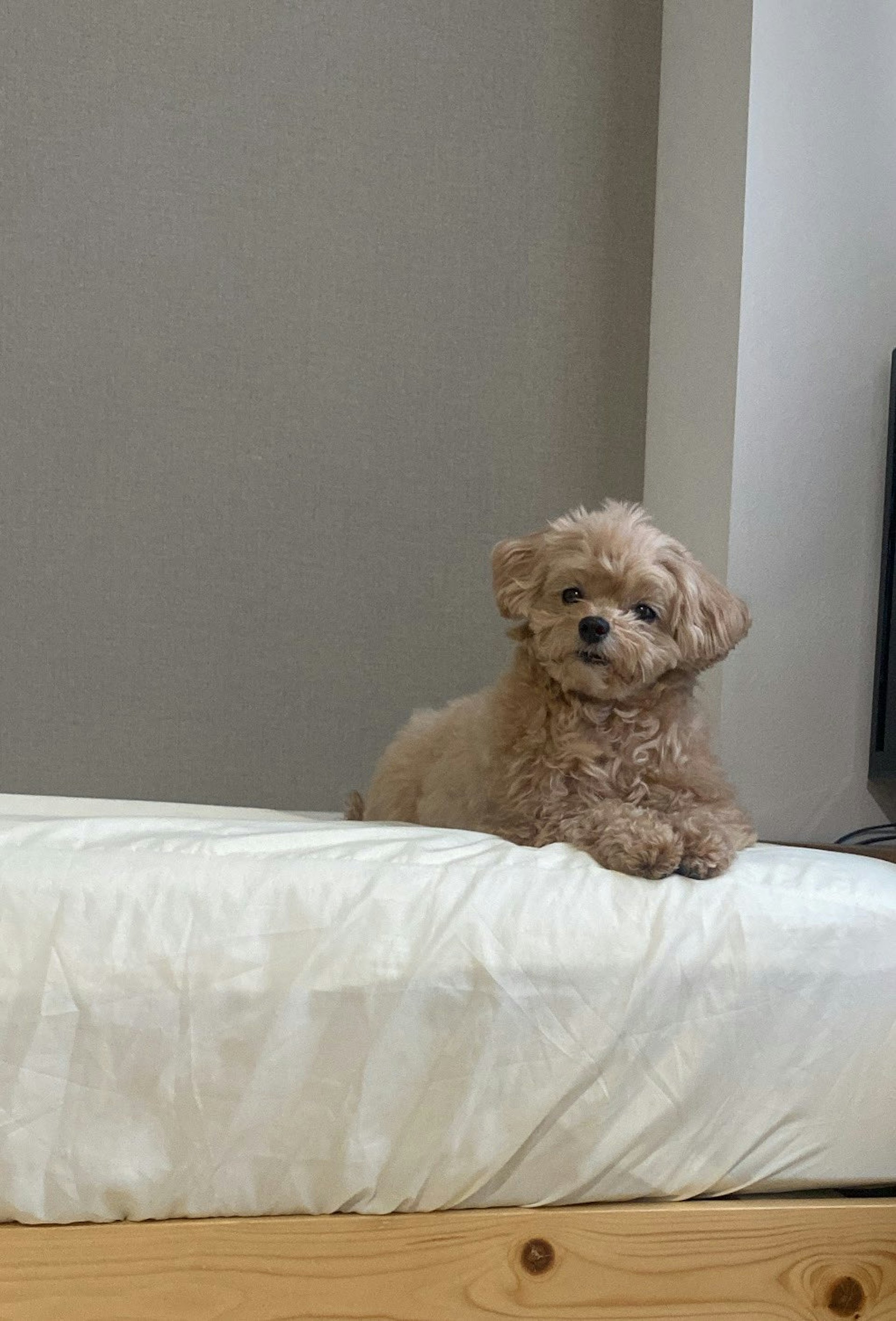 狗狗睡醒時臉部毛髮被壓到變形,把臉「睡歪」的模樣相當可愛。(x@tensai__dog) 狗狗睡醒時臉部毛髮被壓到變形,把臉「睡歪」的模樣相當可愛。(x@tensai__dog)